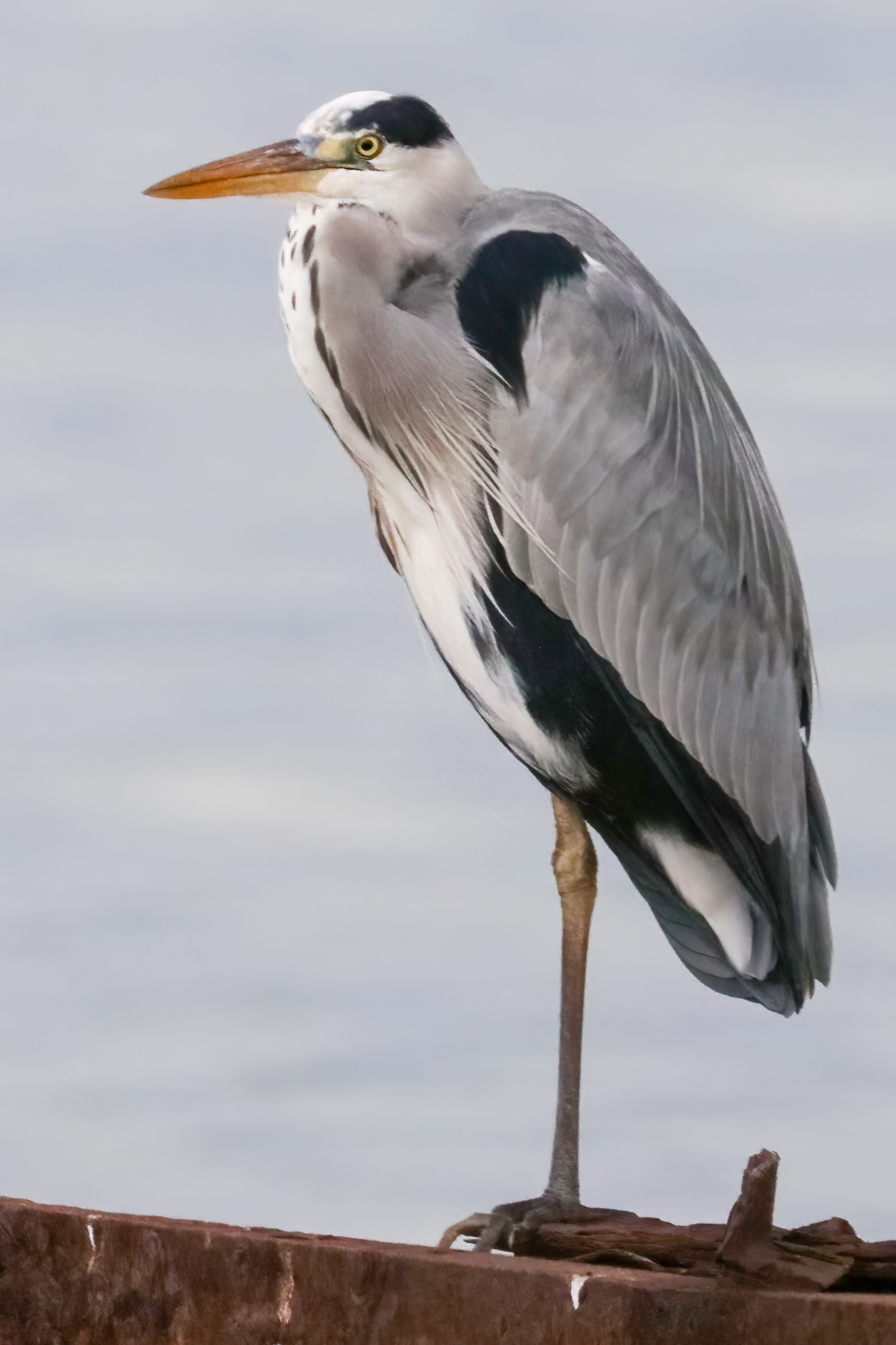 Grey heron