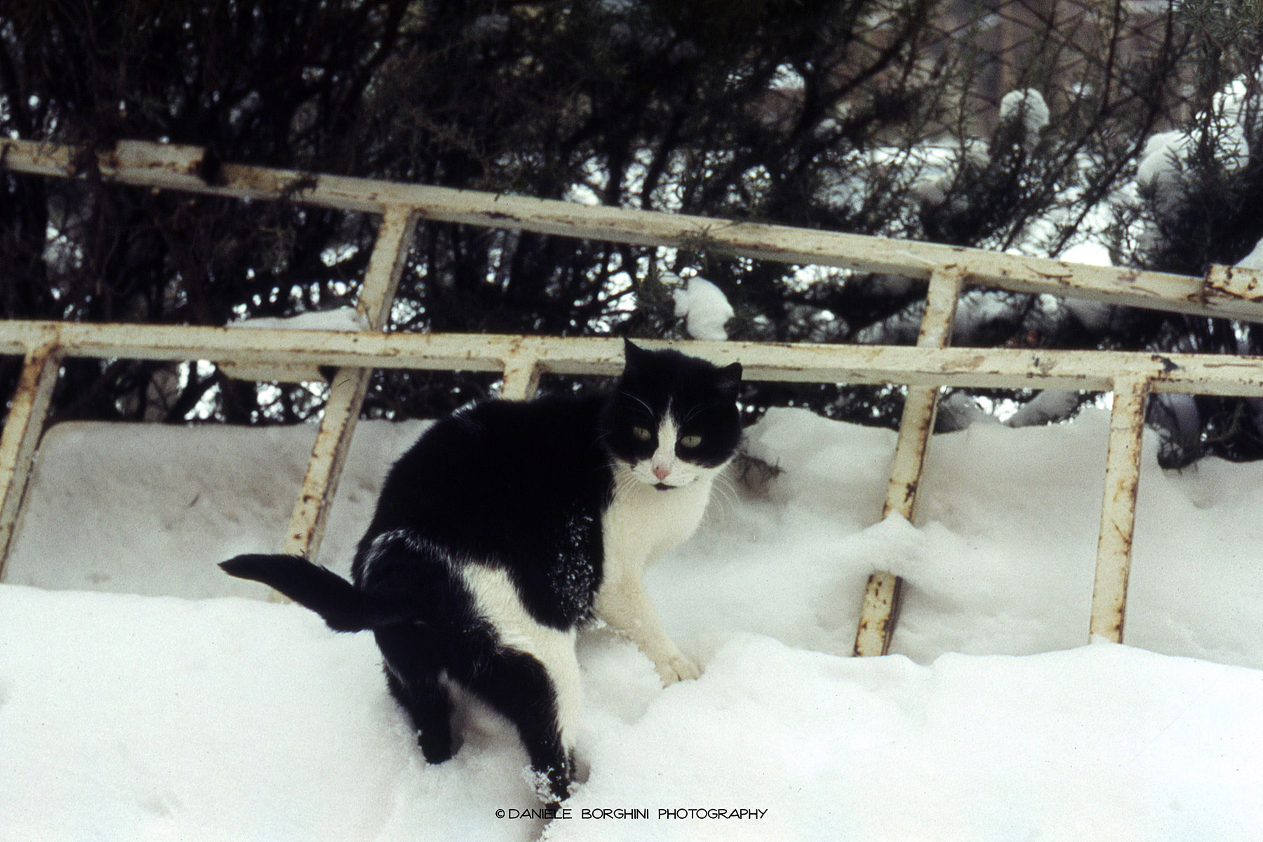 Snowcat