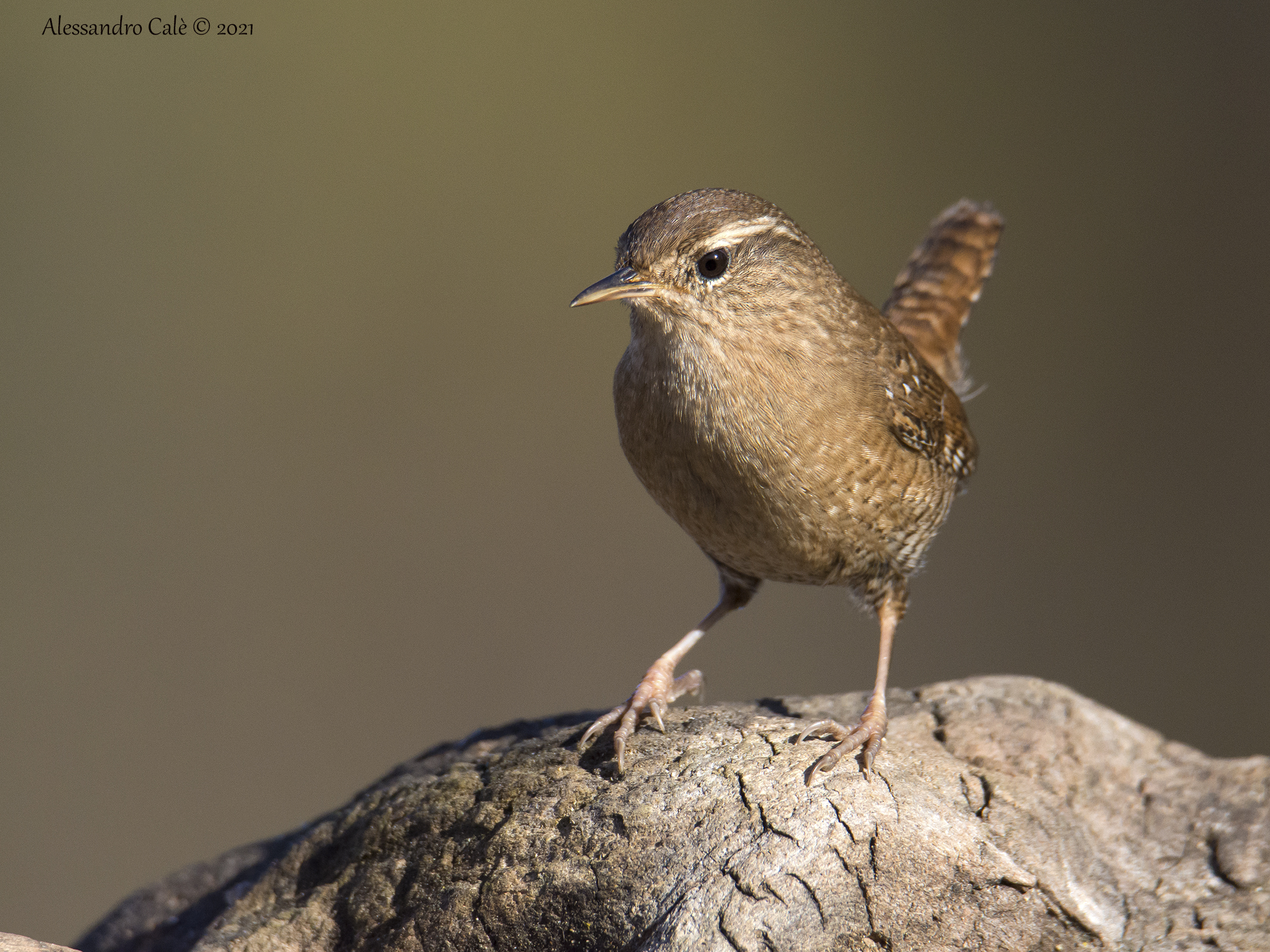 Troglodytes troglodytes (Scricciolo) 0805