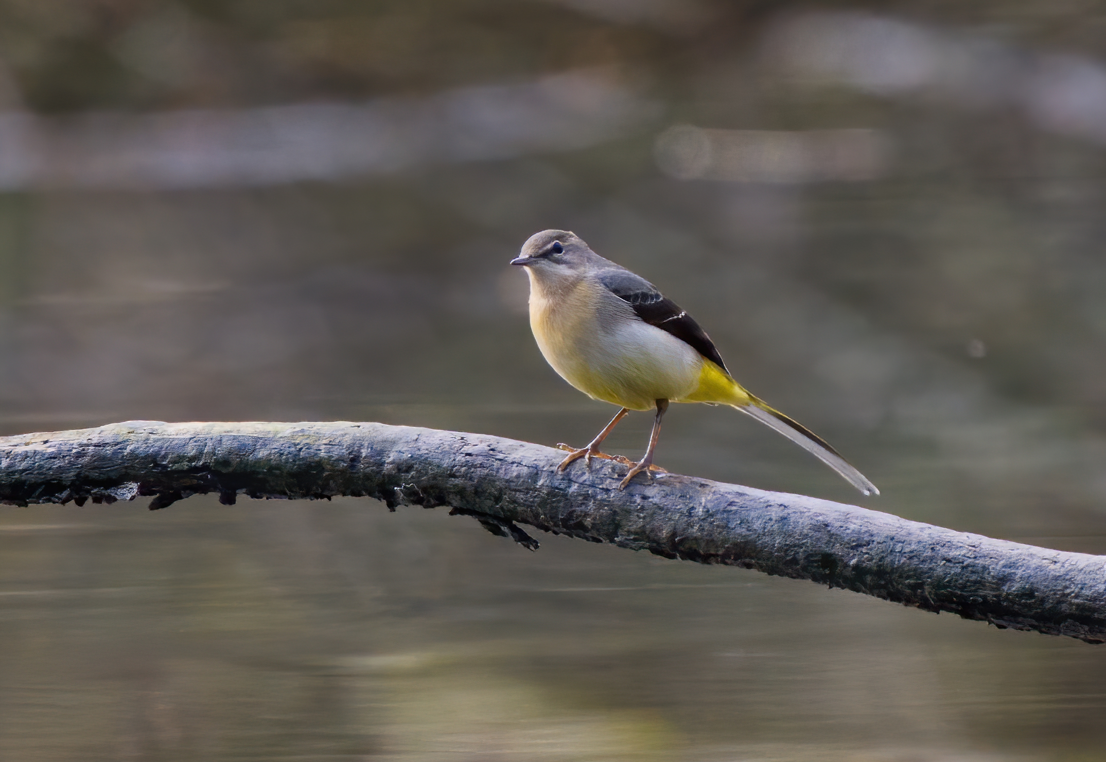 Grey wagtail