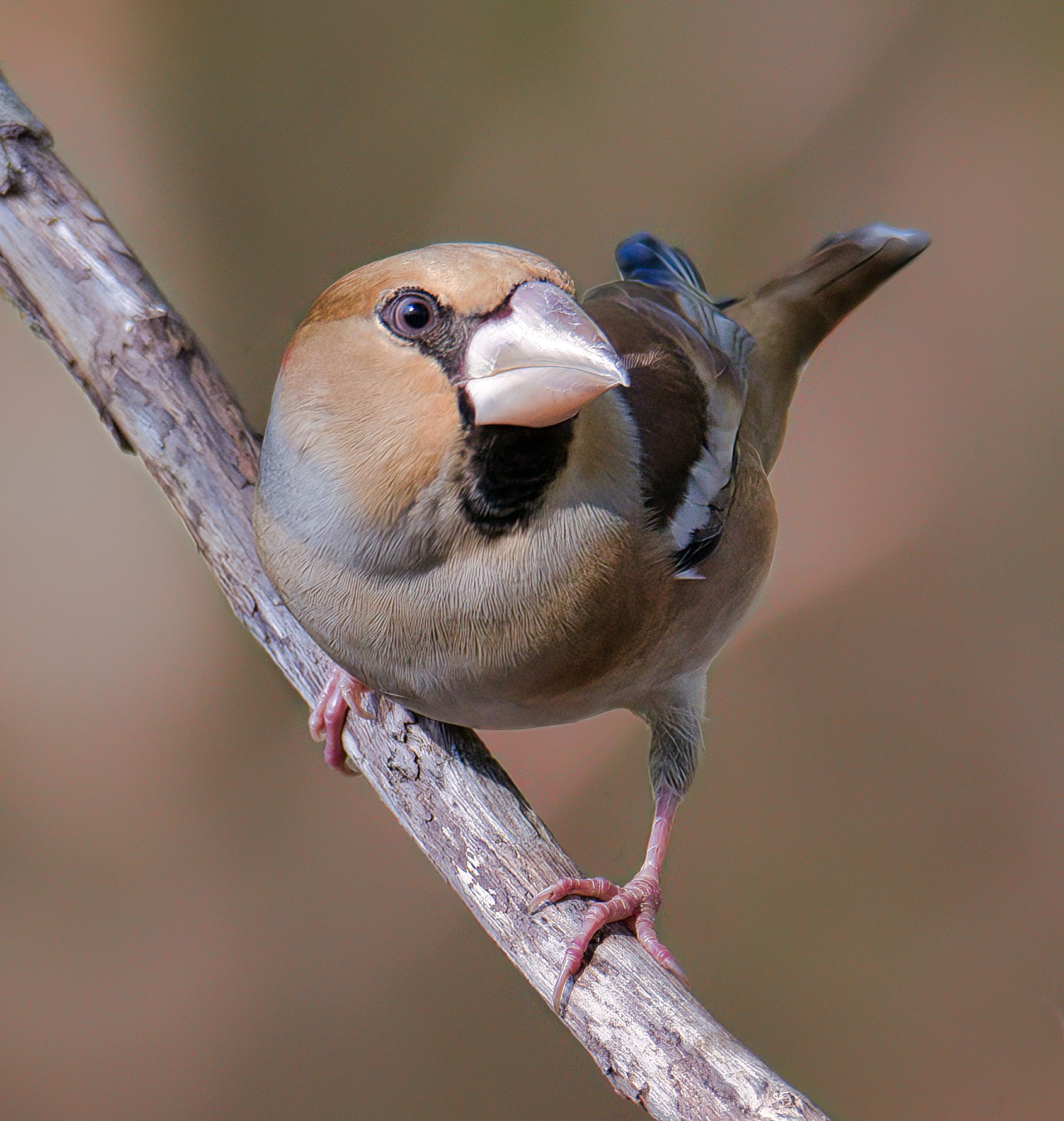 Hawfinch