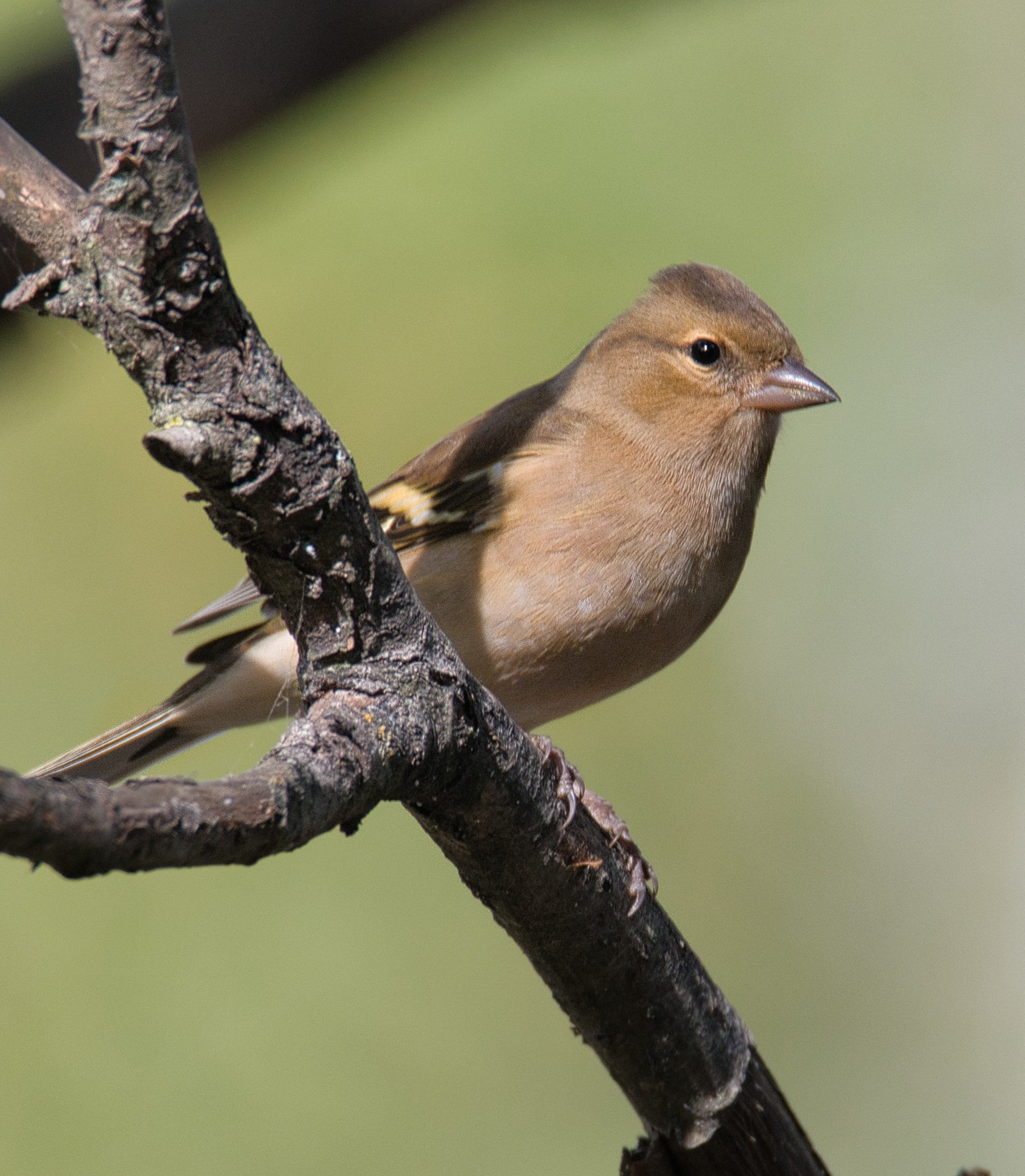 Fringuello con "parrucchino".