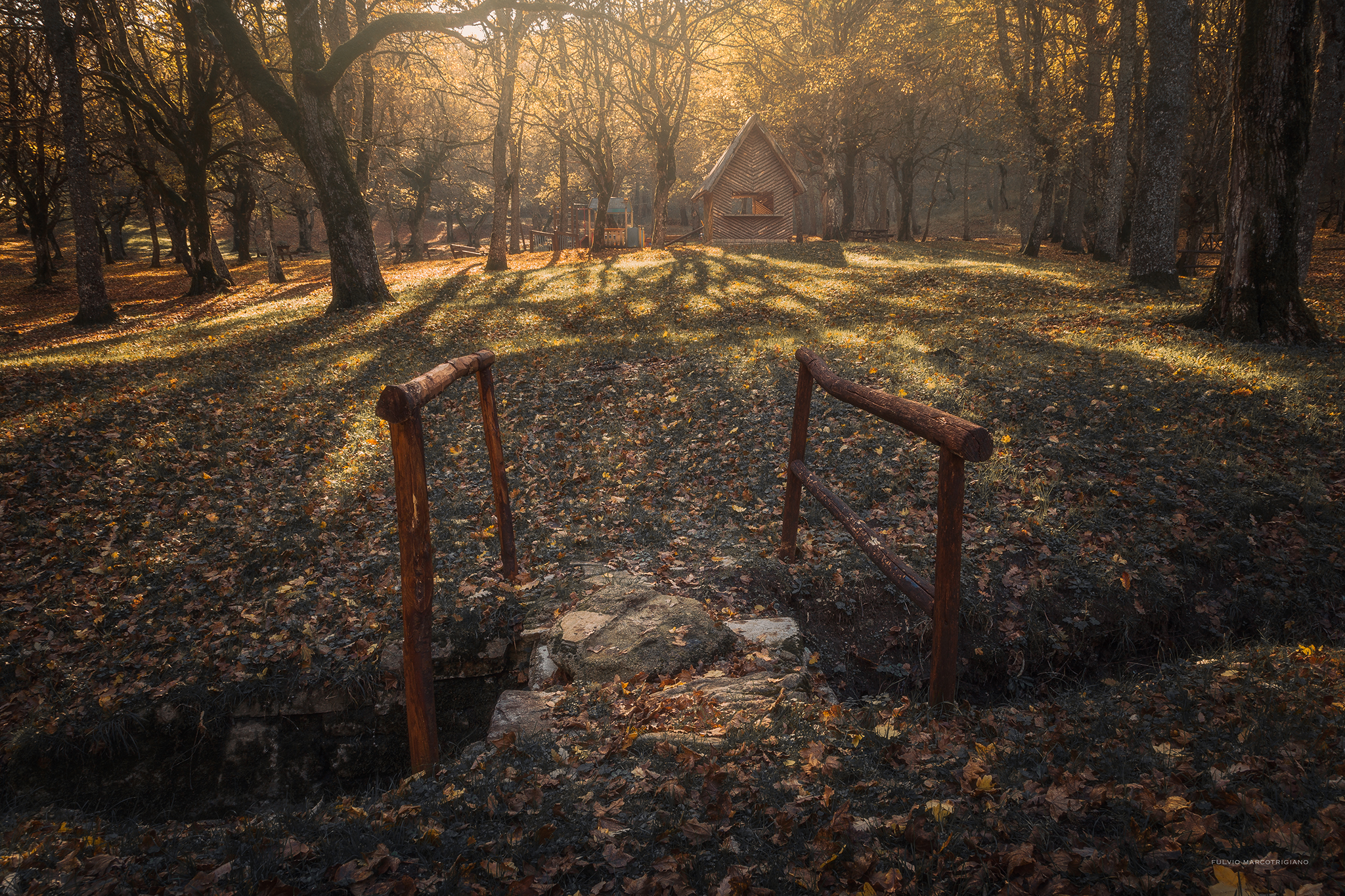 a hidden corner of the woods
