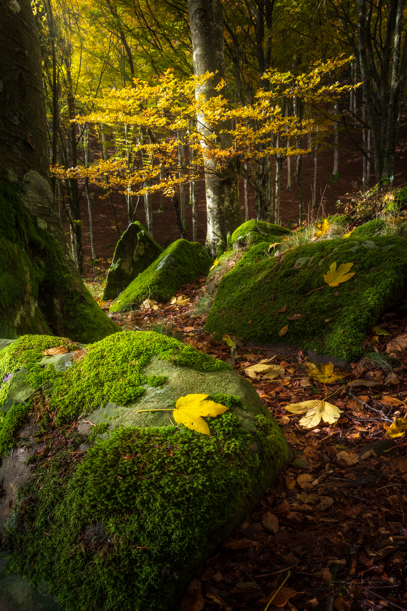Autumn leaves - Passo della Calla