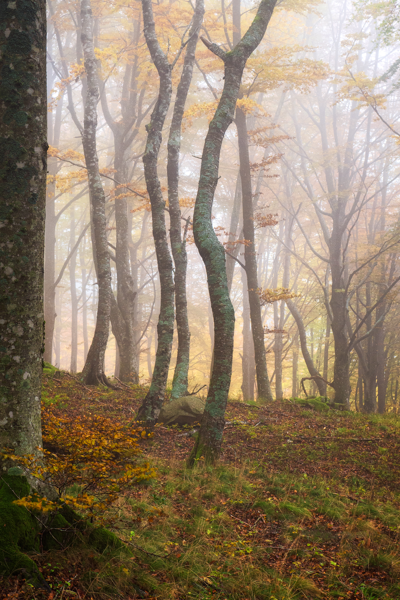 Beech trees in the fog