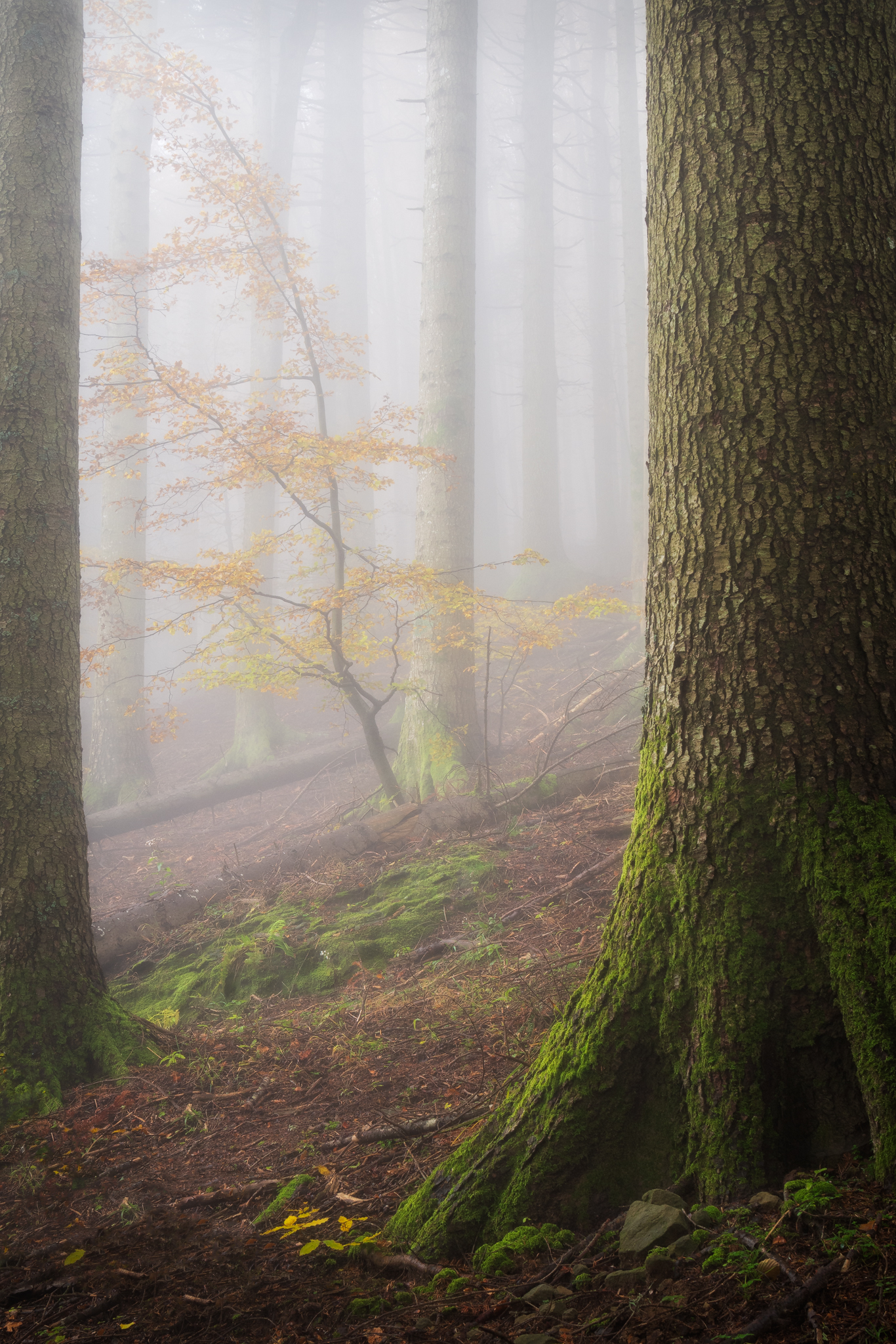 Autumn mists