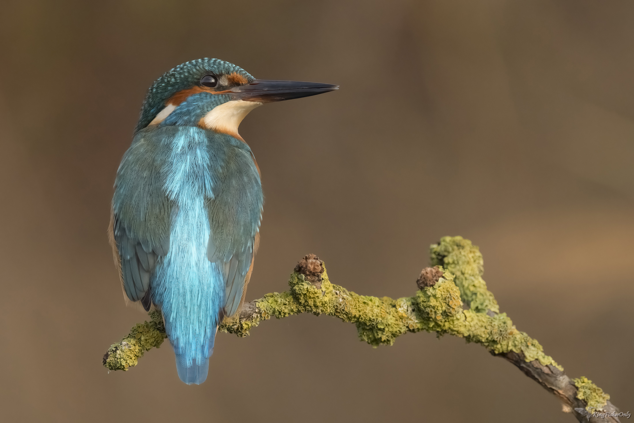 Kingfisher