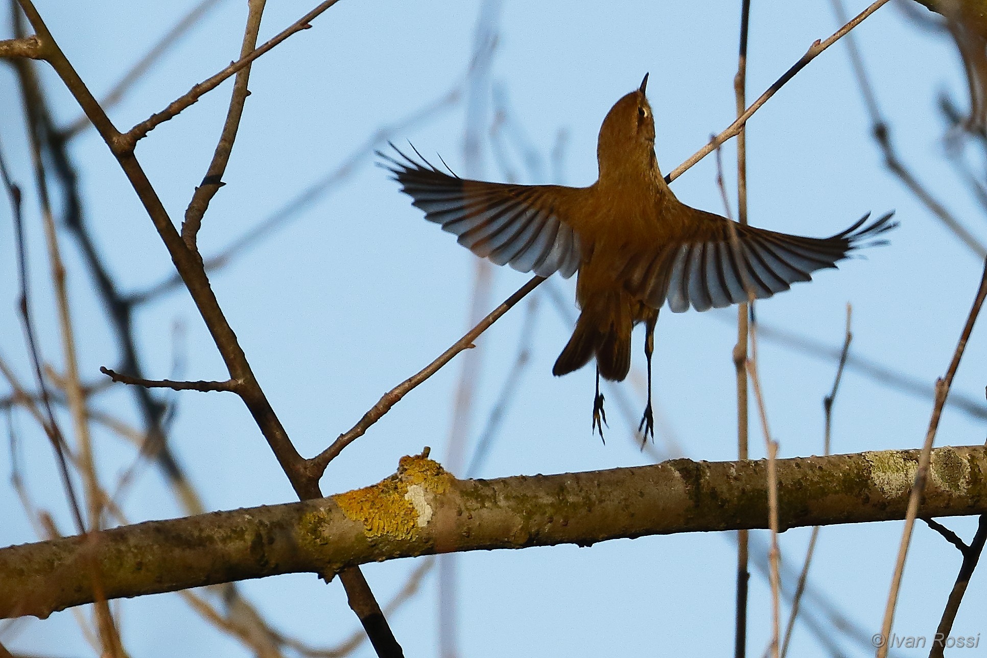 Chiffchaff