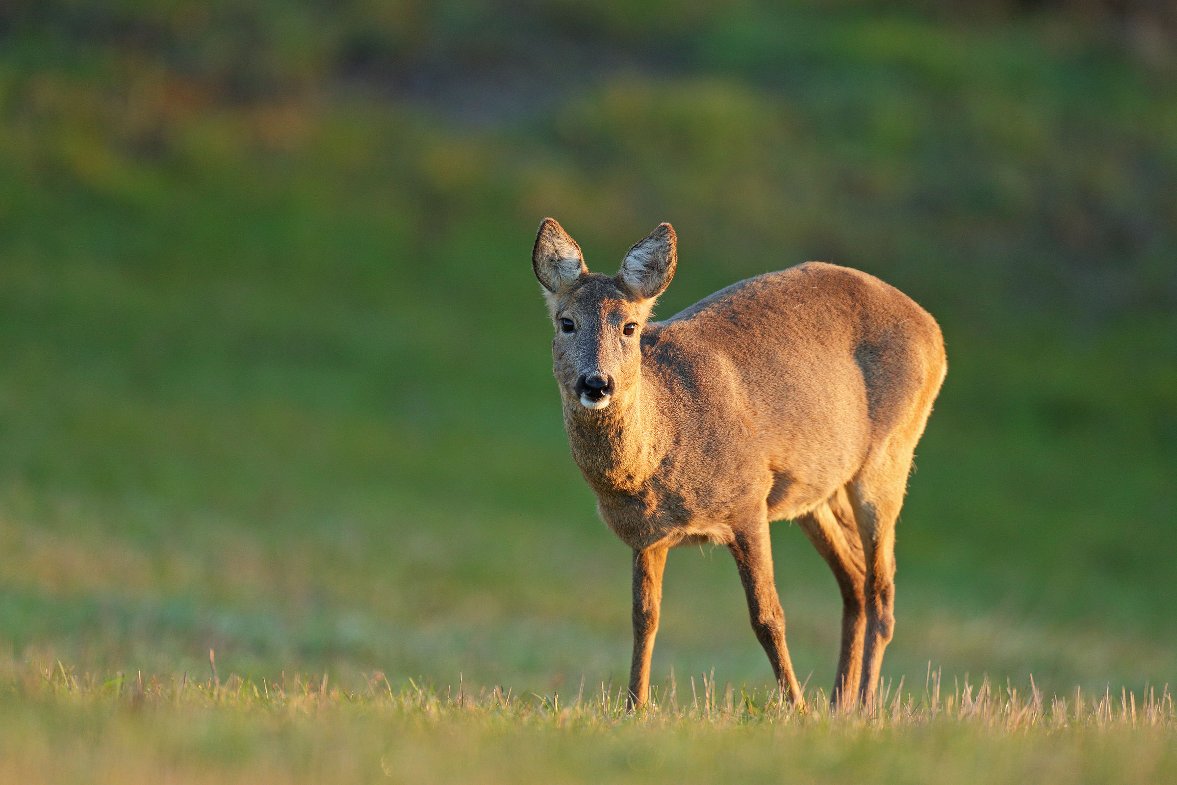 Capriolo alle prime luci