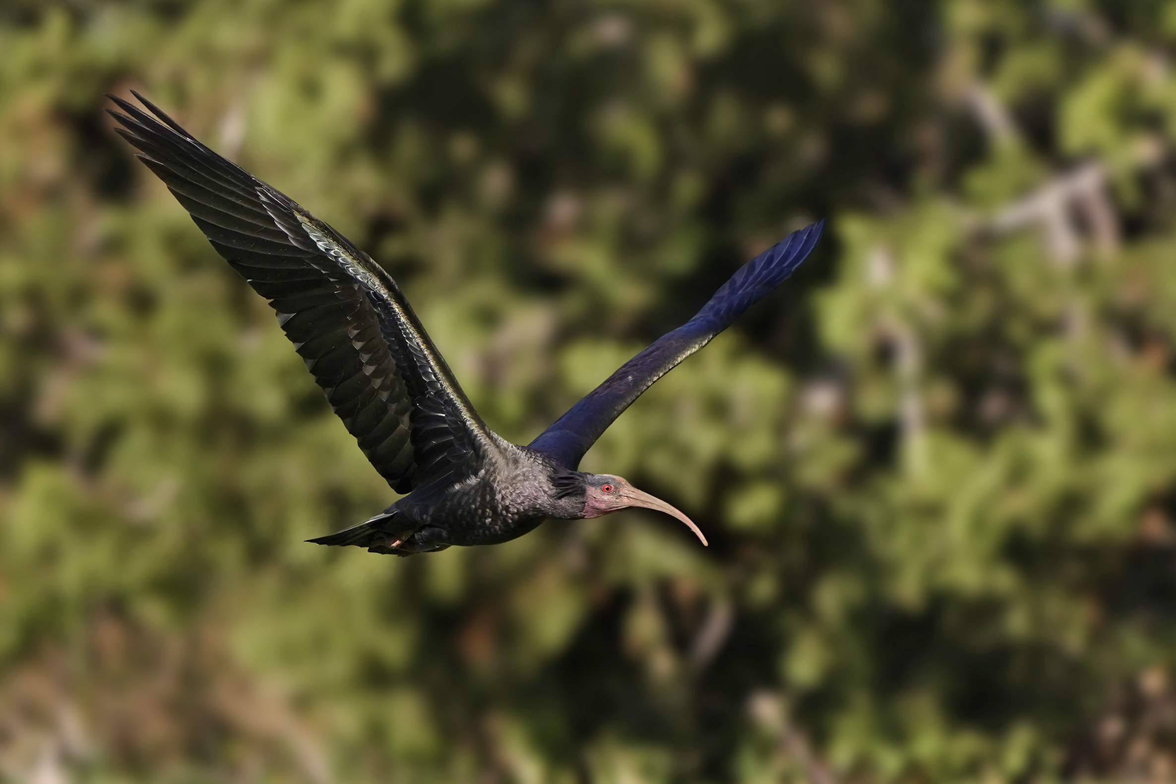Hermit ibis
