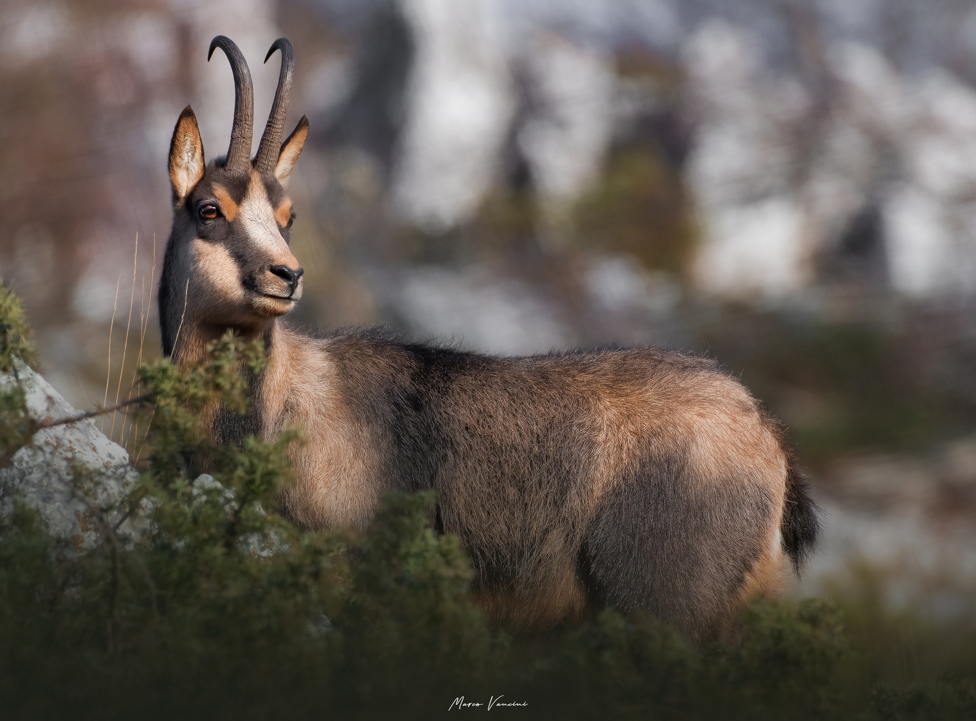 chamois
