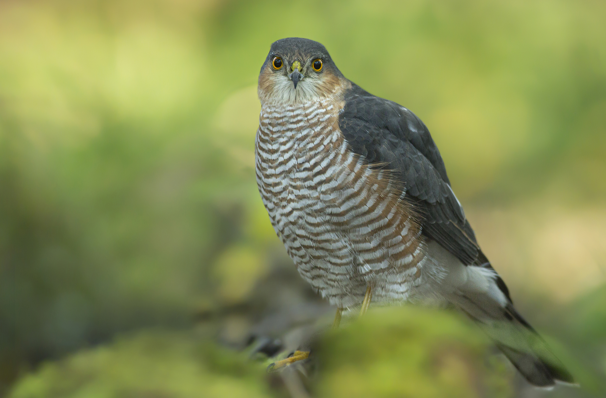 nel mondo dello sparviere