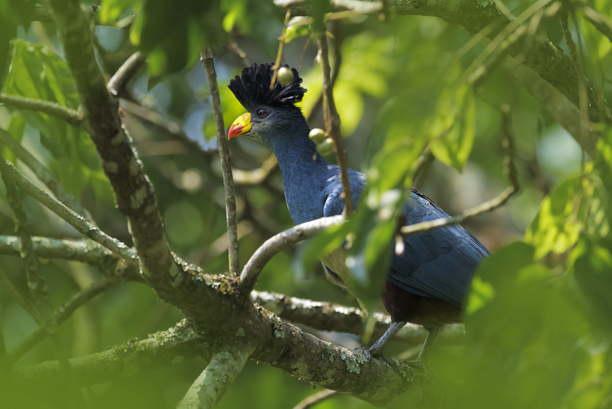 Turaco Blue Crested