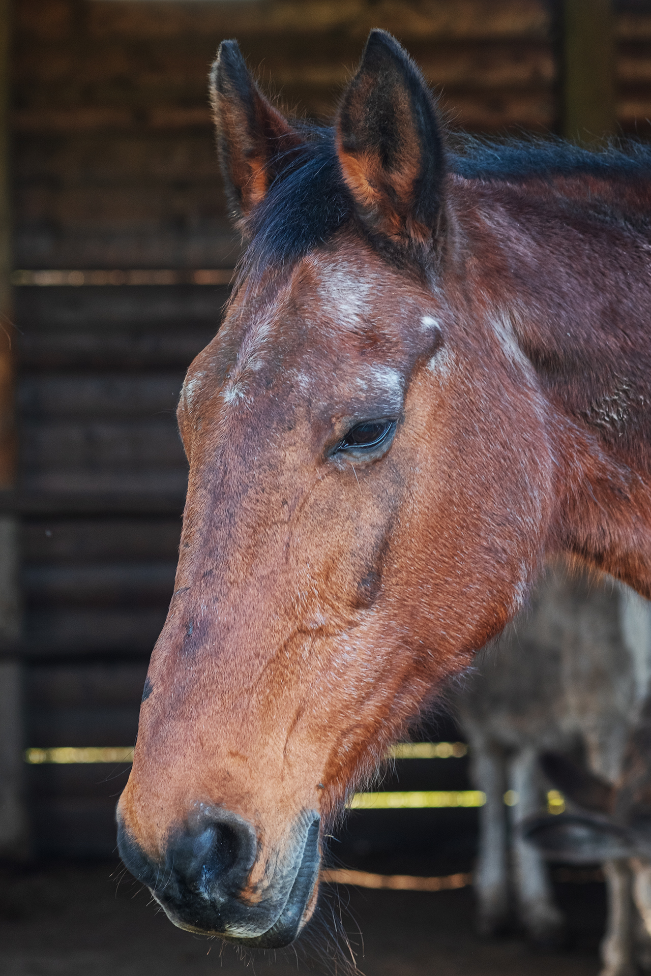 Horse with Elmarit R 90mm