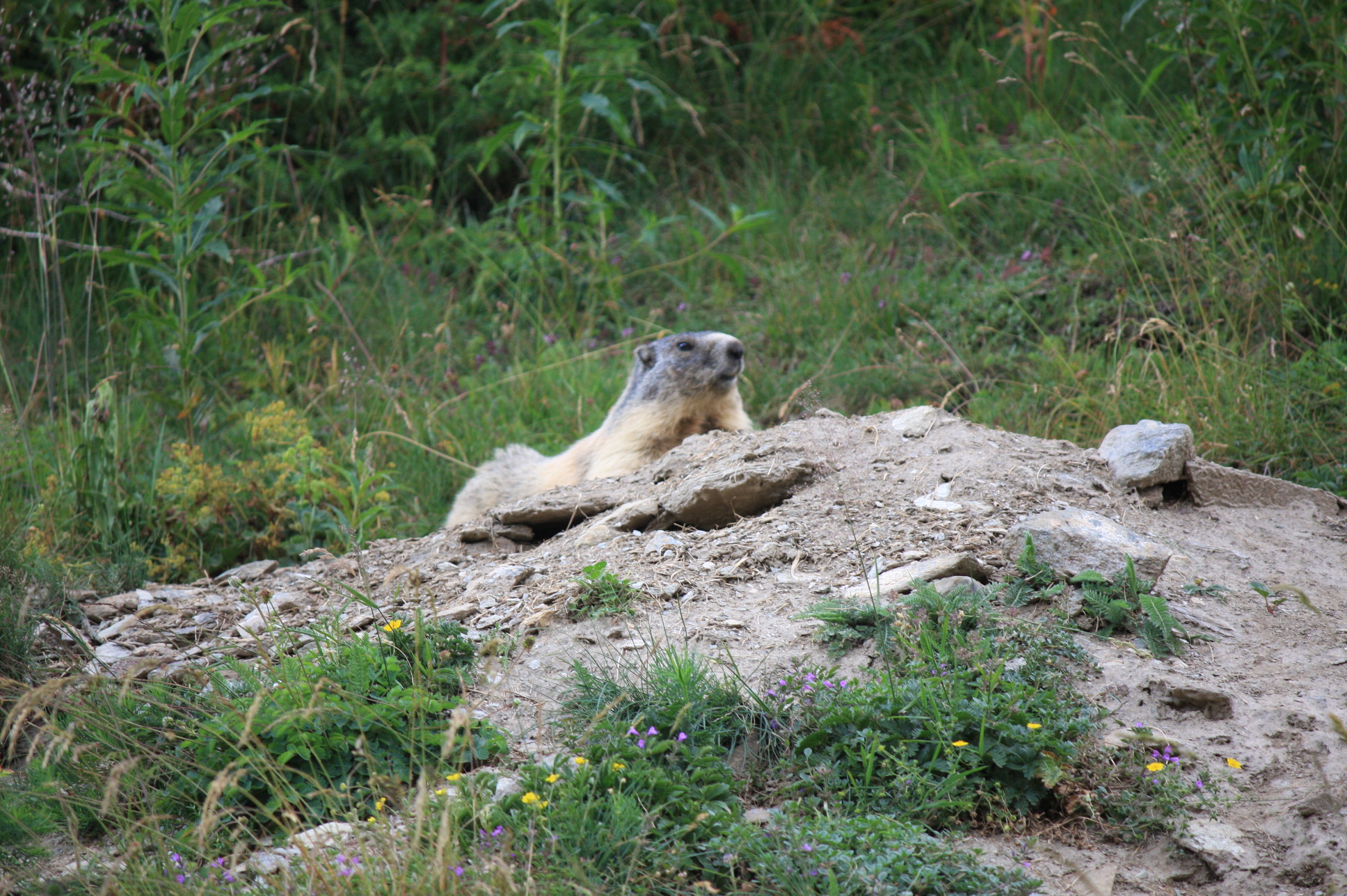 marmotta