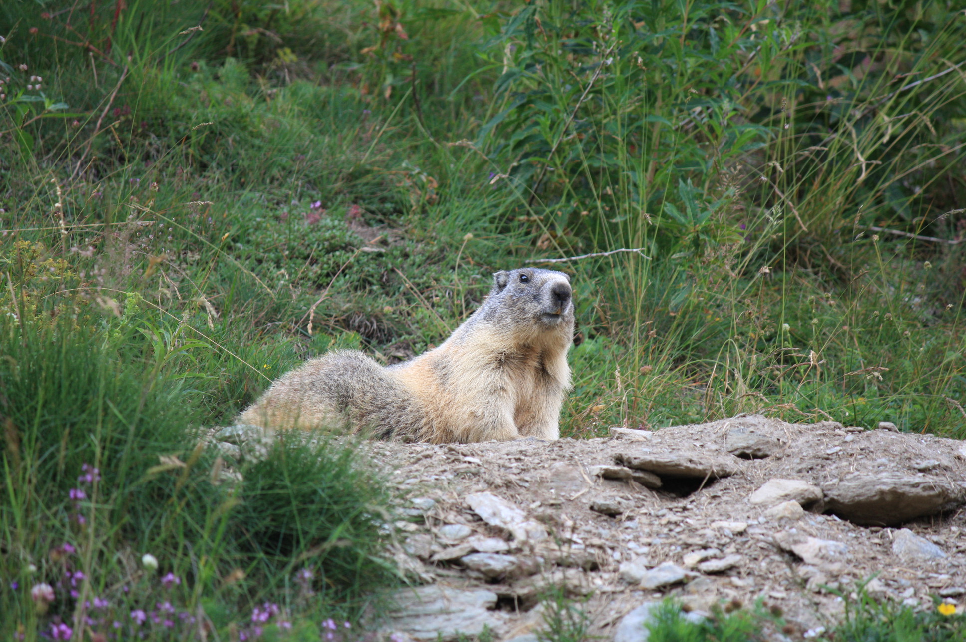marmotta