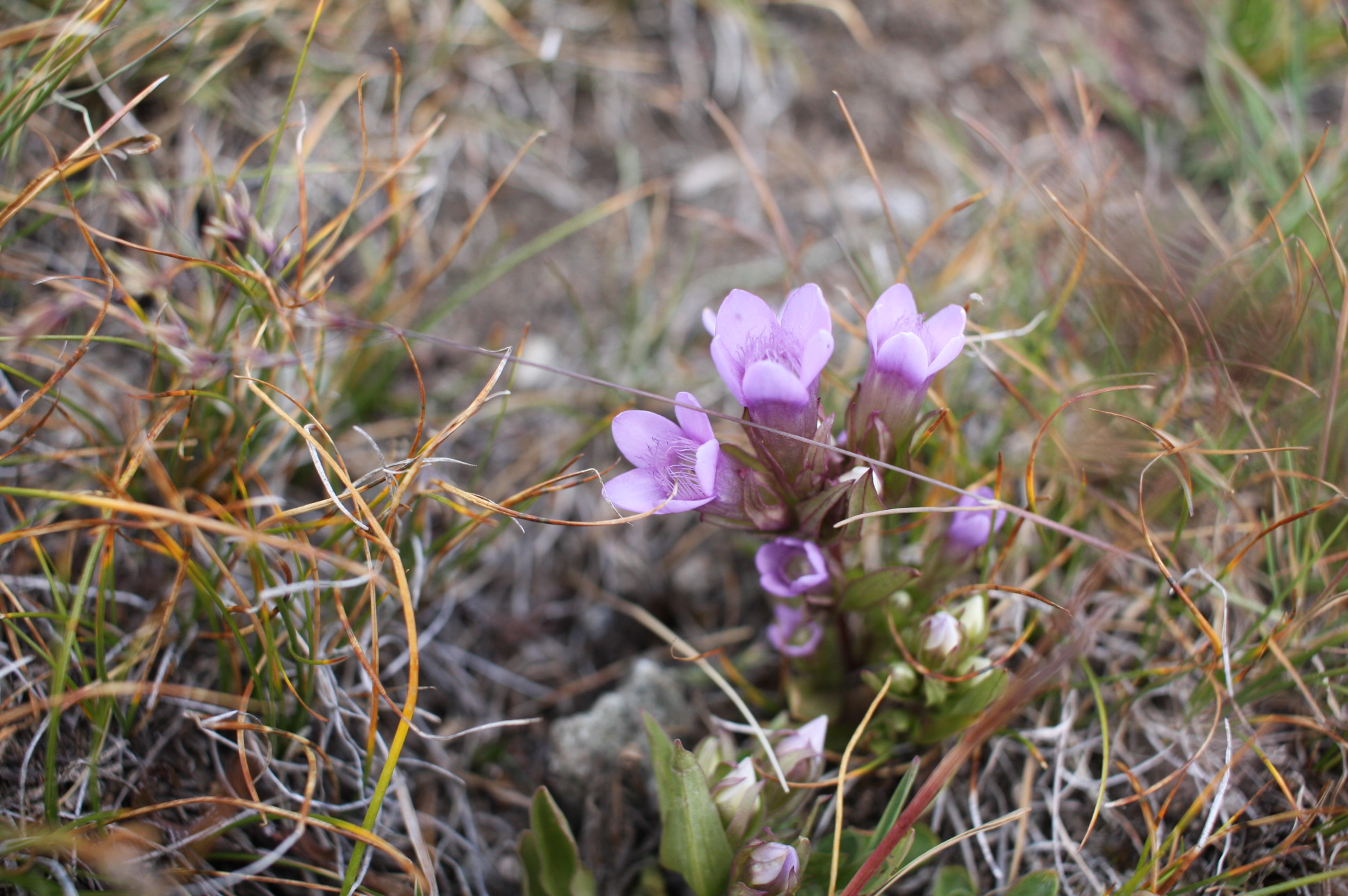 fiore di montagna