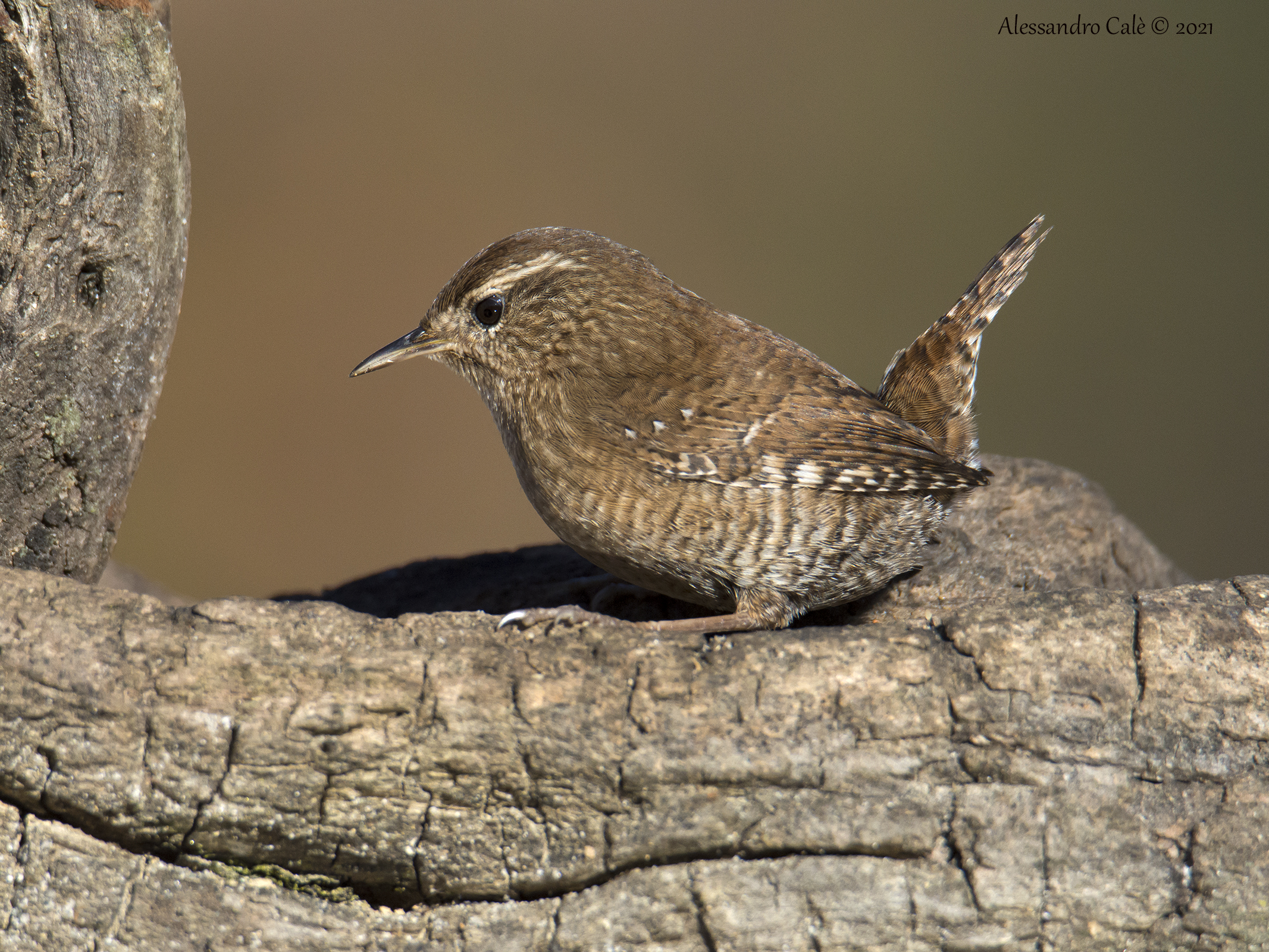 Troglodytes troglodytes (Scricciolo) 0878