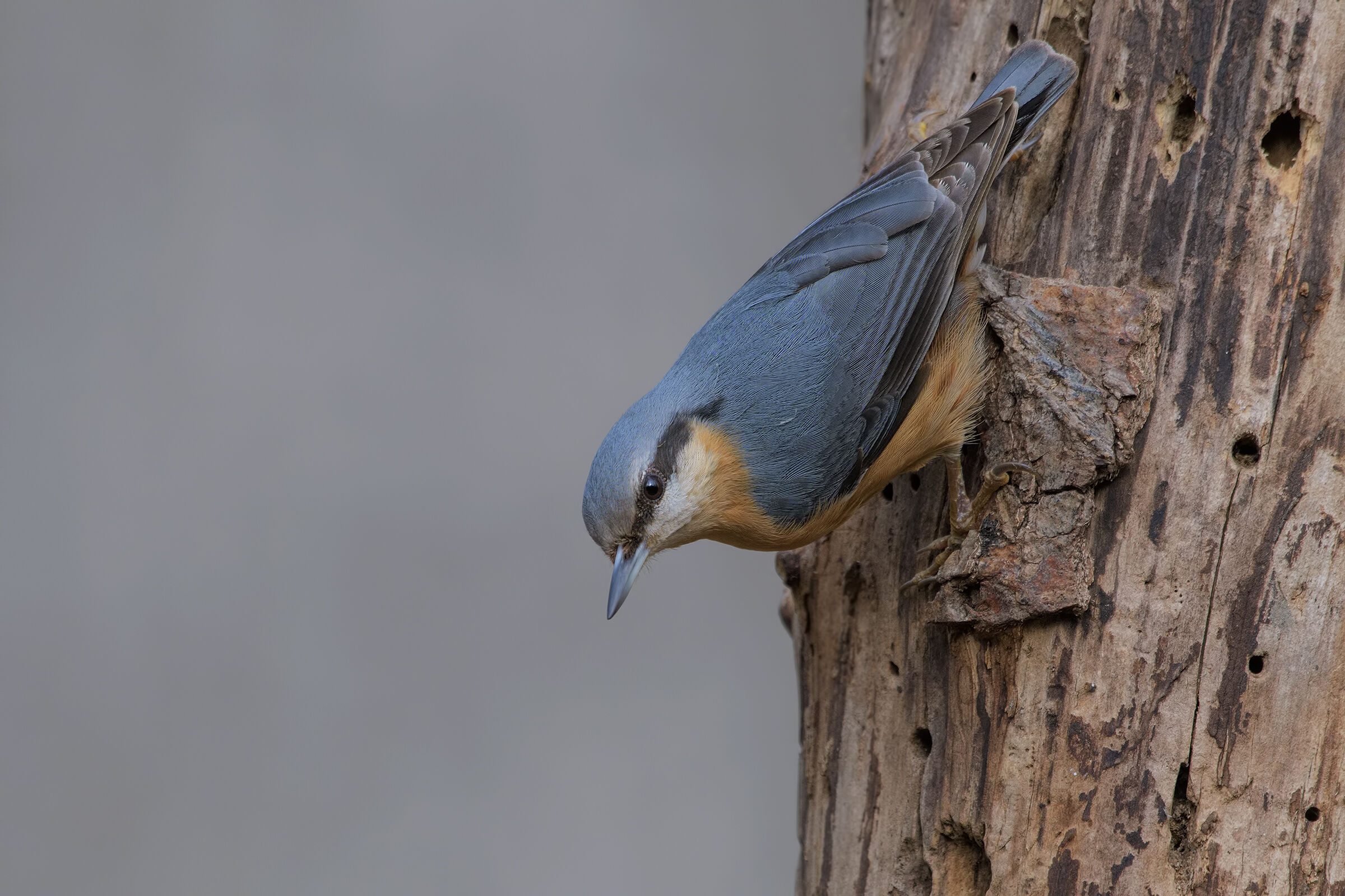 Wood nuthatch
