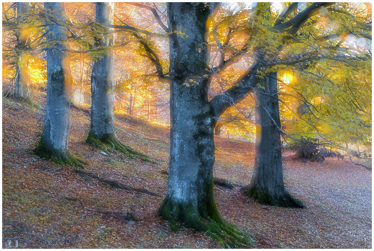light in the beech forest