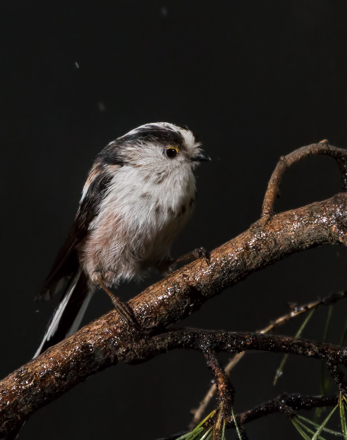 long-tailed tit in the rain