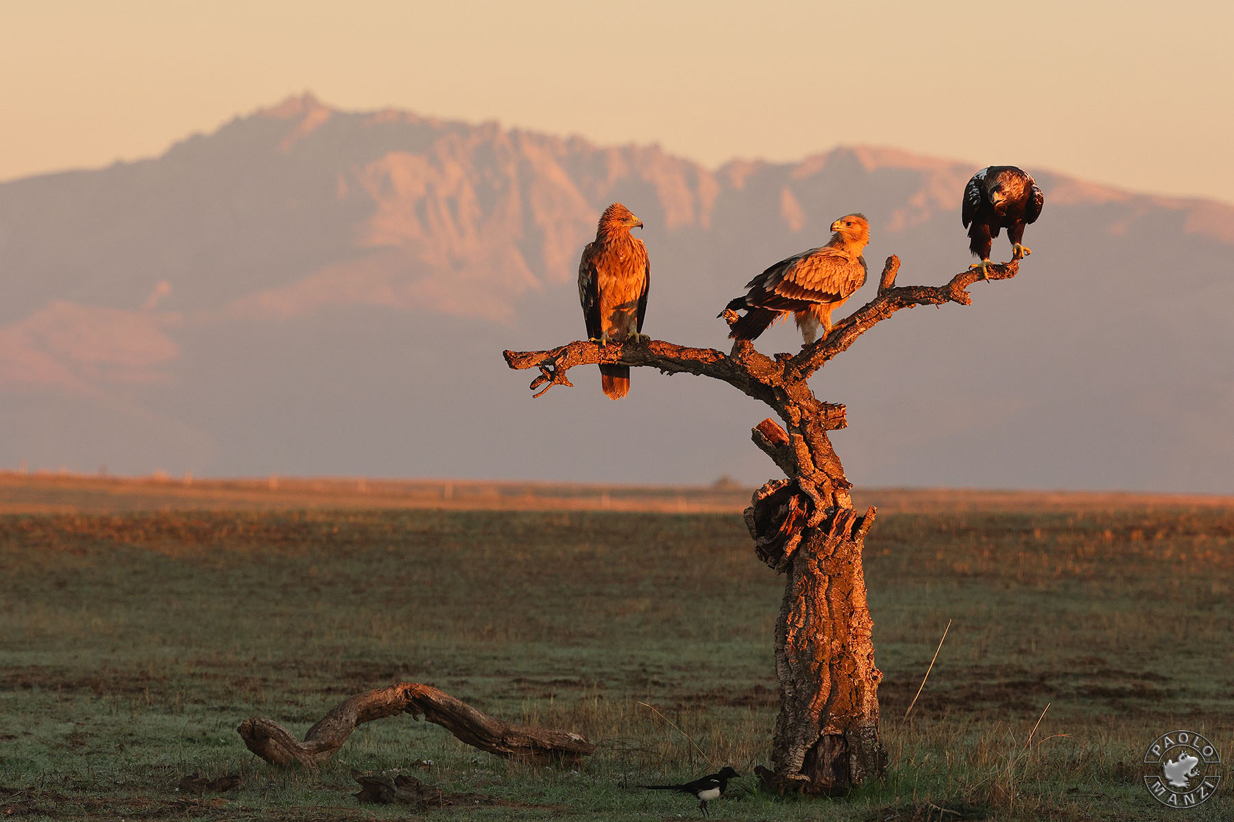 3 eagles 1 roos pero