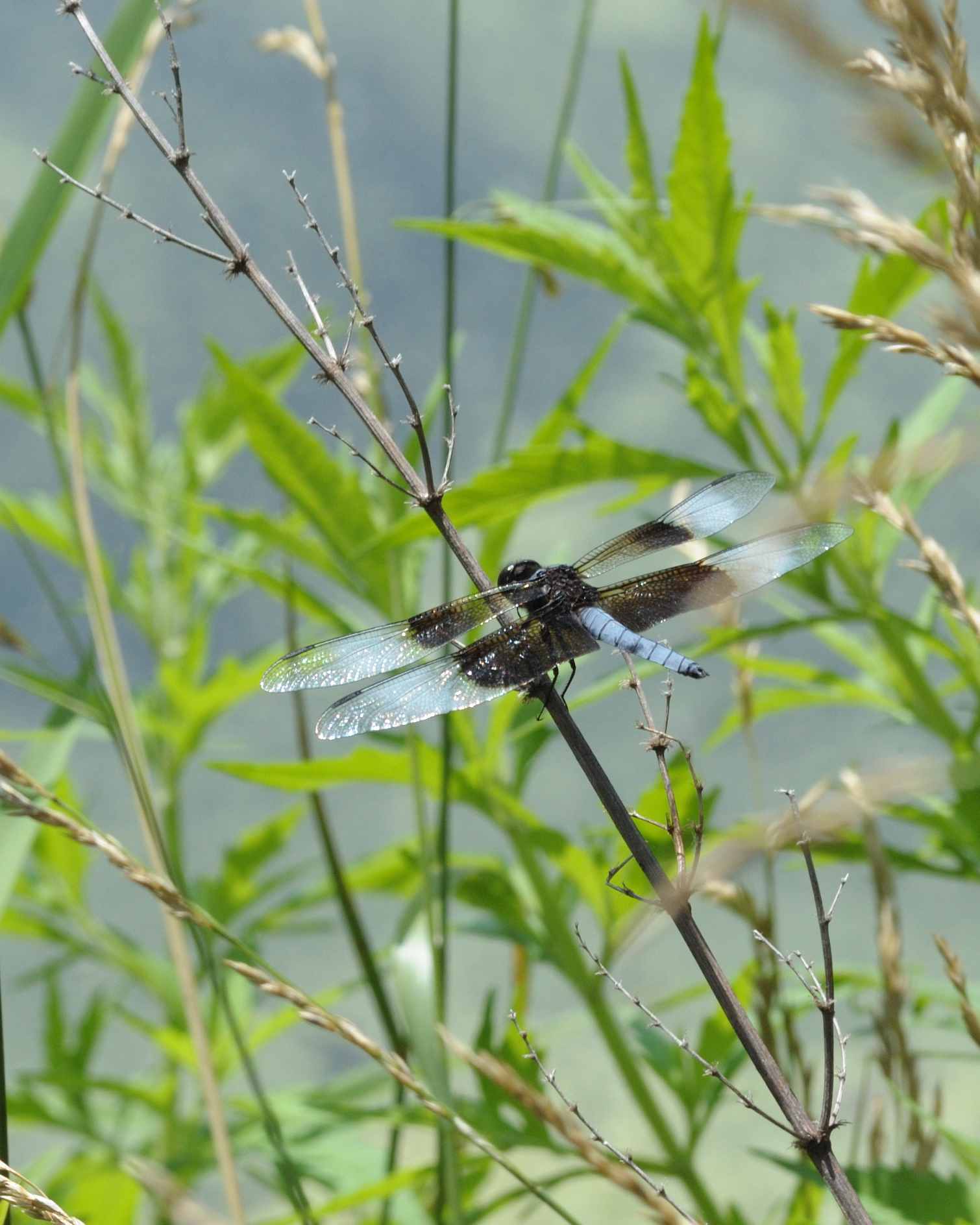 Dragon Fly
