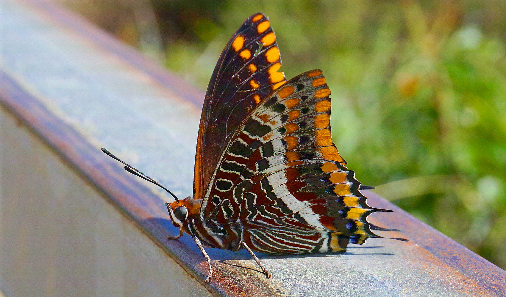 Aspettando il trenino