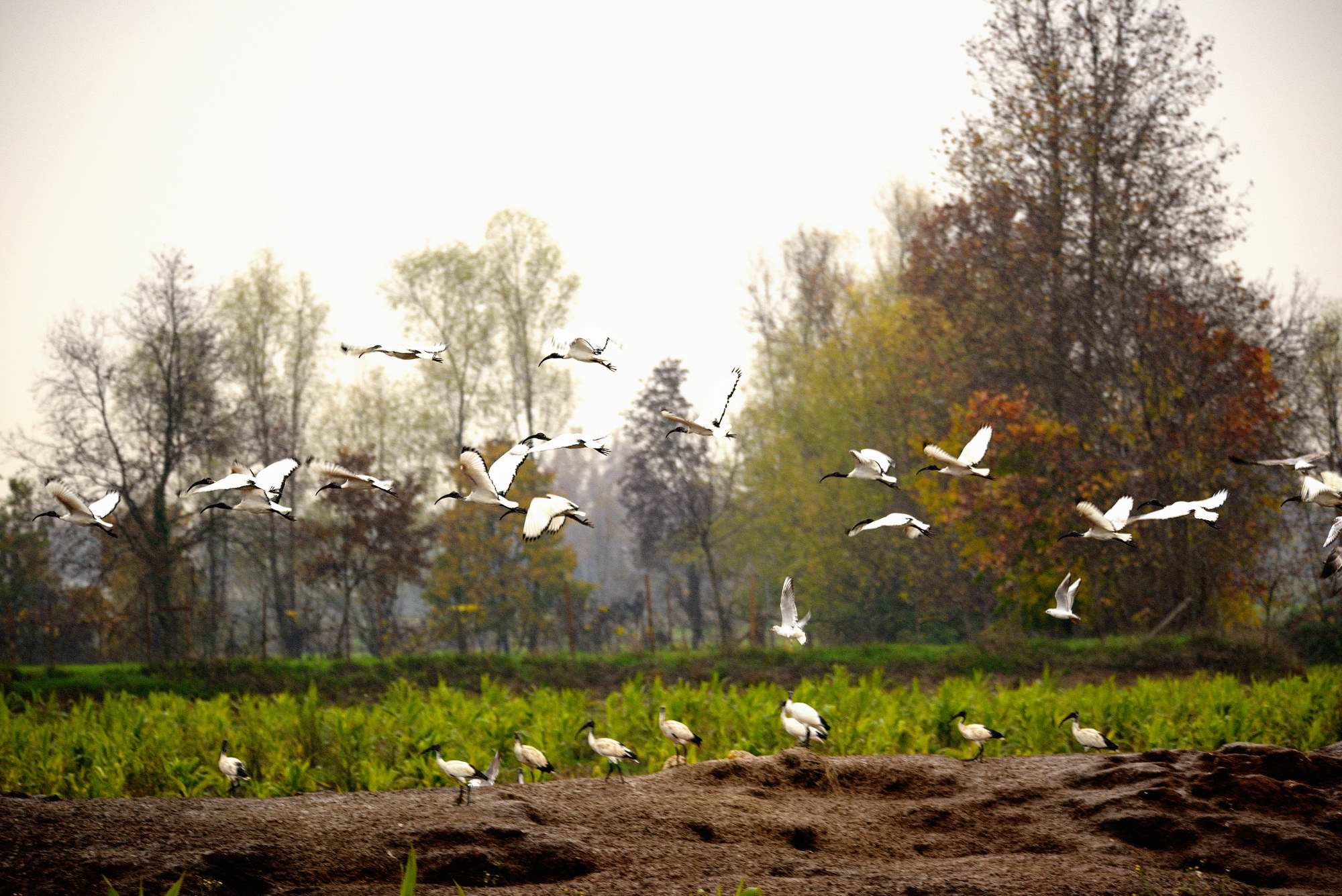 Accidenti...stanno crescendo a dismisura...