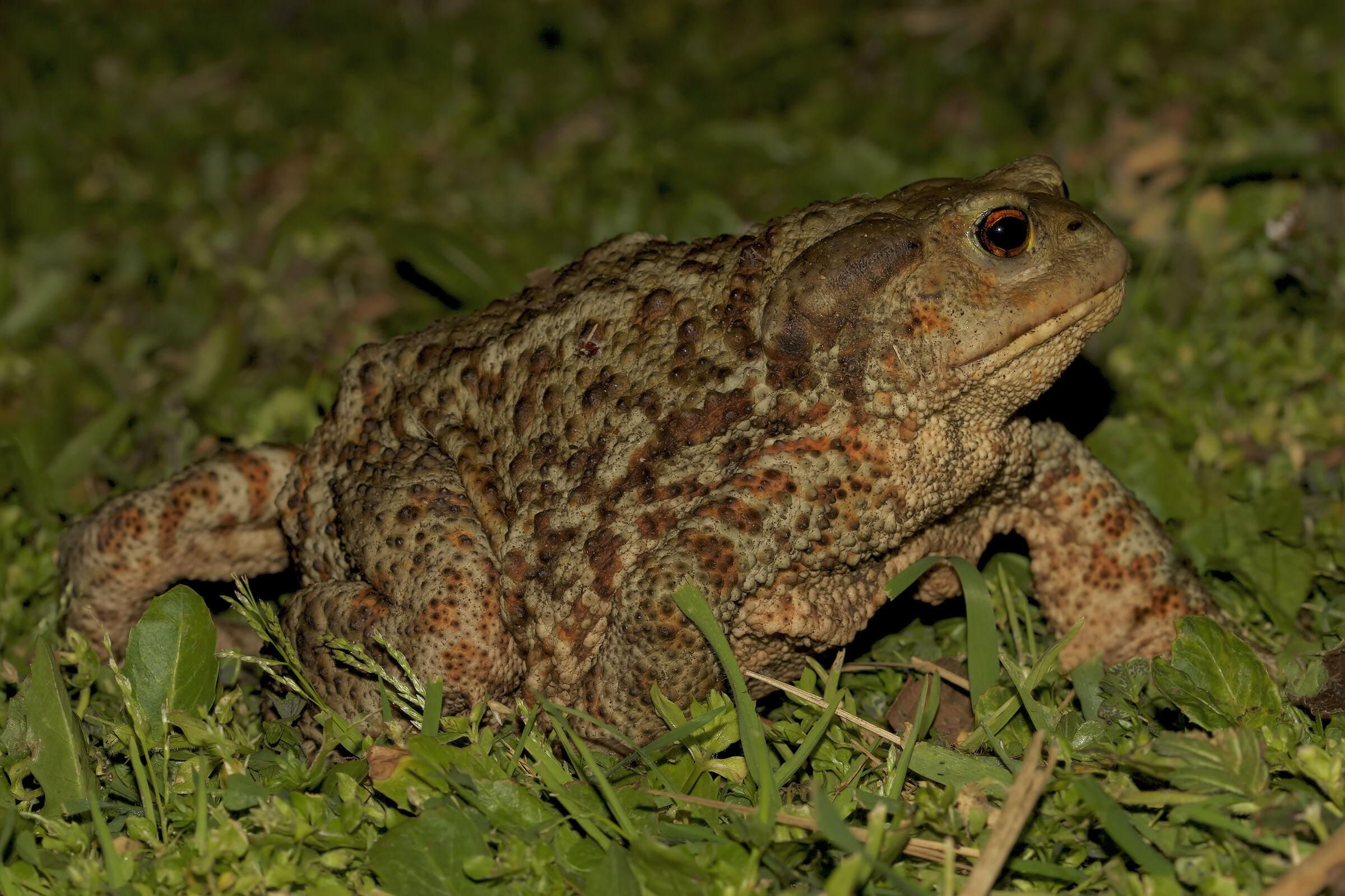 Toad