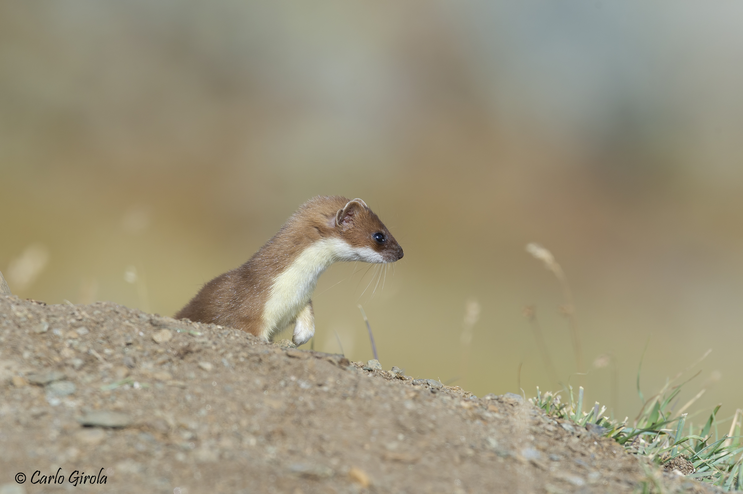 Ermine (Mustela erminea)
