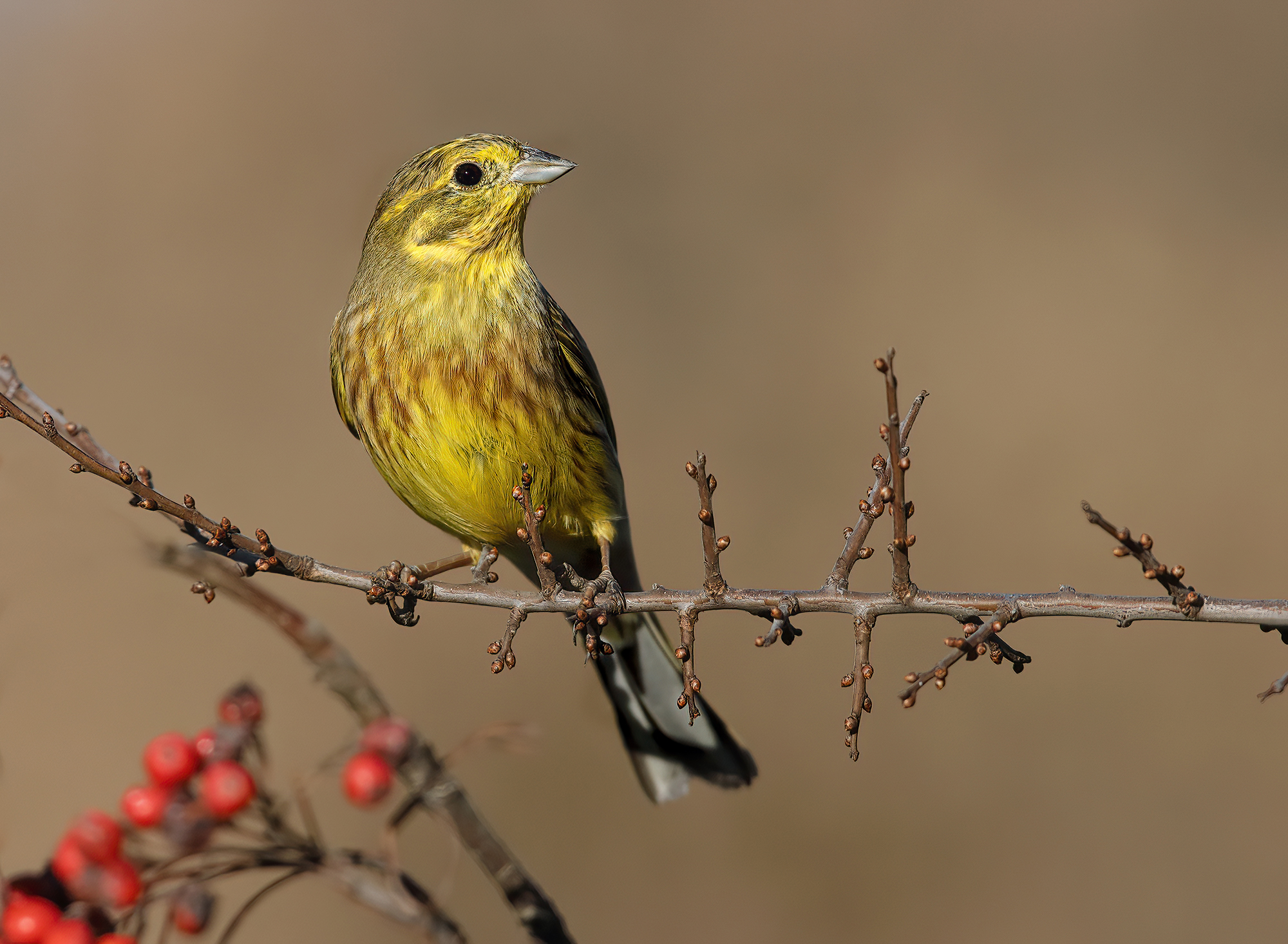 yellow is beautiful, yellow zigolo