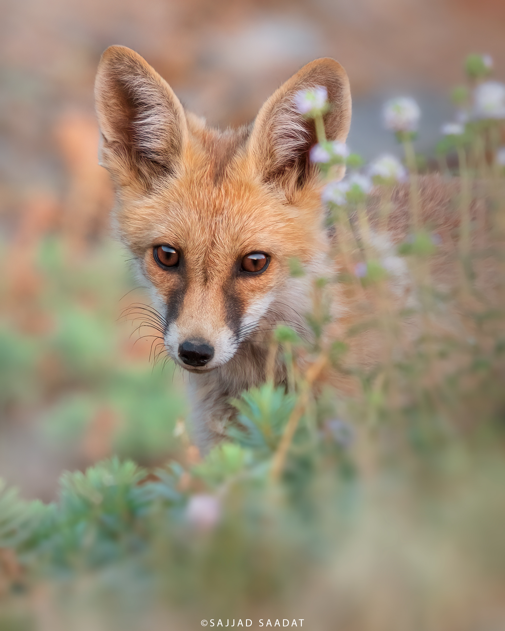 Fox cub