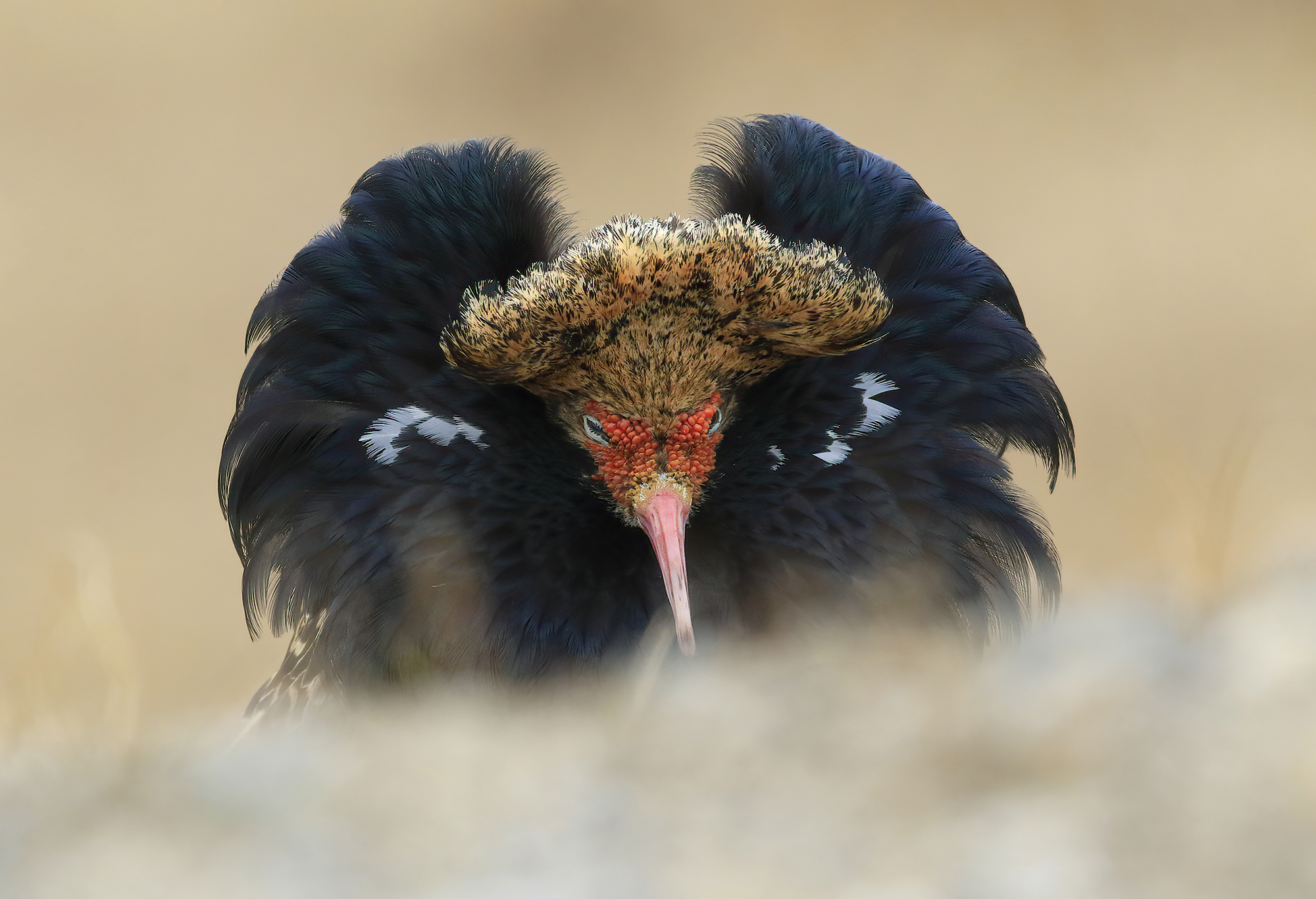 combattente in meditazione