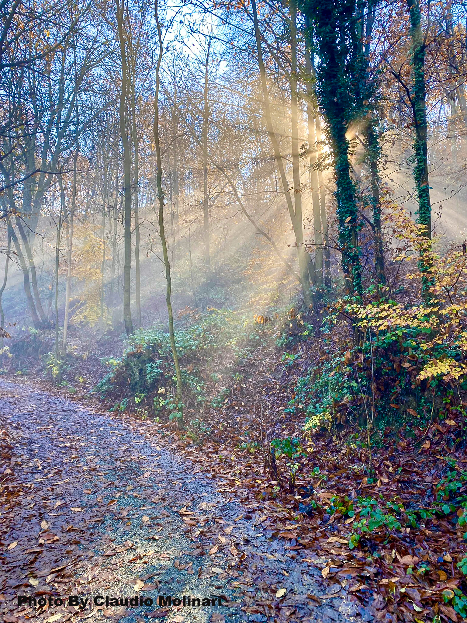 In the provincial woods