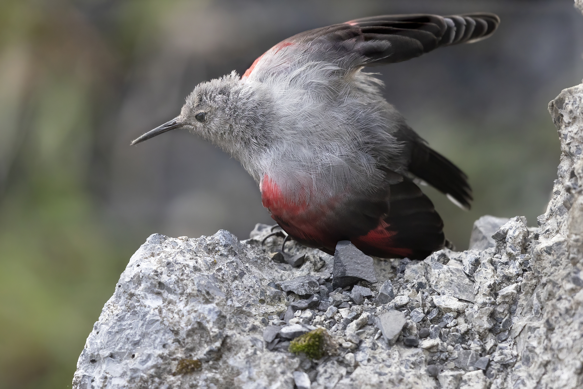 the acrobat of the rocks, woodpecker wall