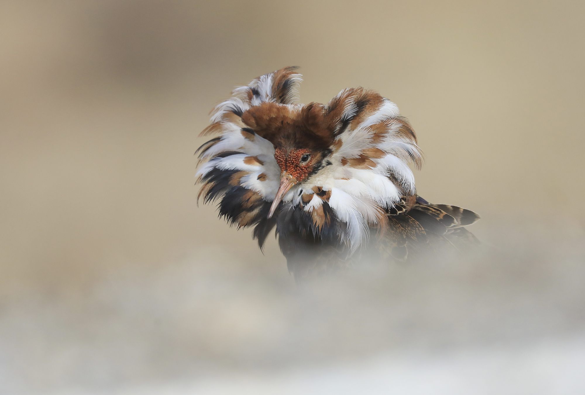 piumaggio tigrato, combattente