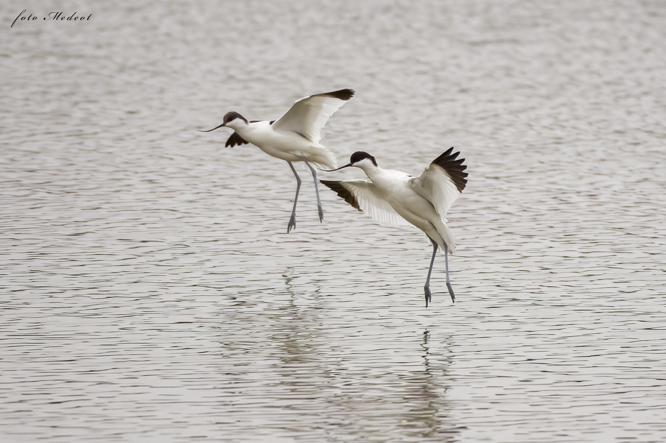 Avocetta in volo
