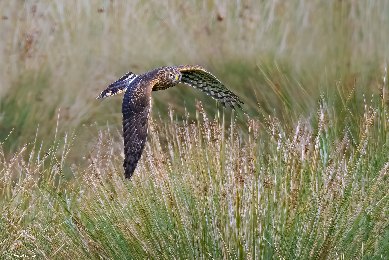 Harrier (Circus cyaneus)