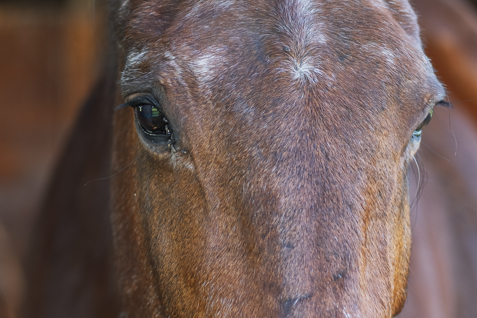 details horse