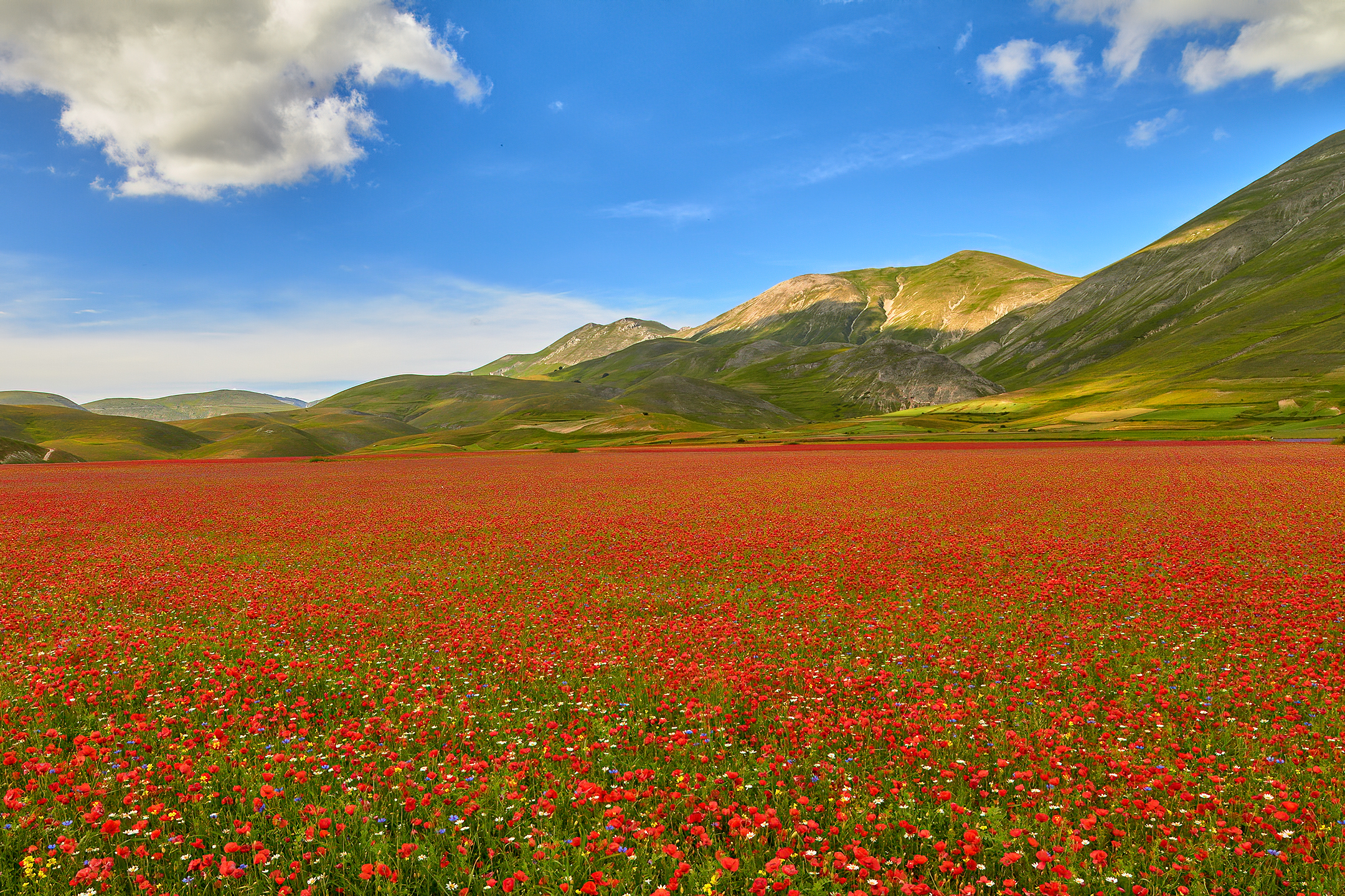 And they are a thousand red poppies...