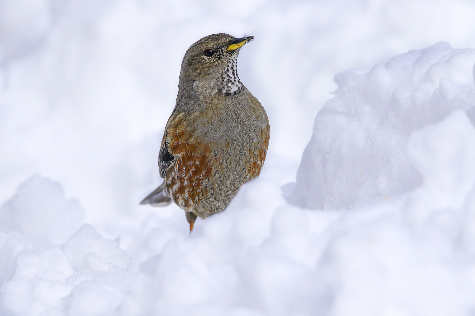 at ease in the snow, sordon