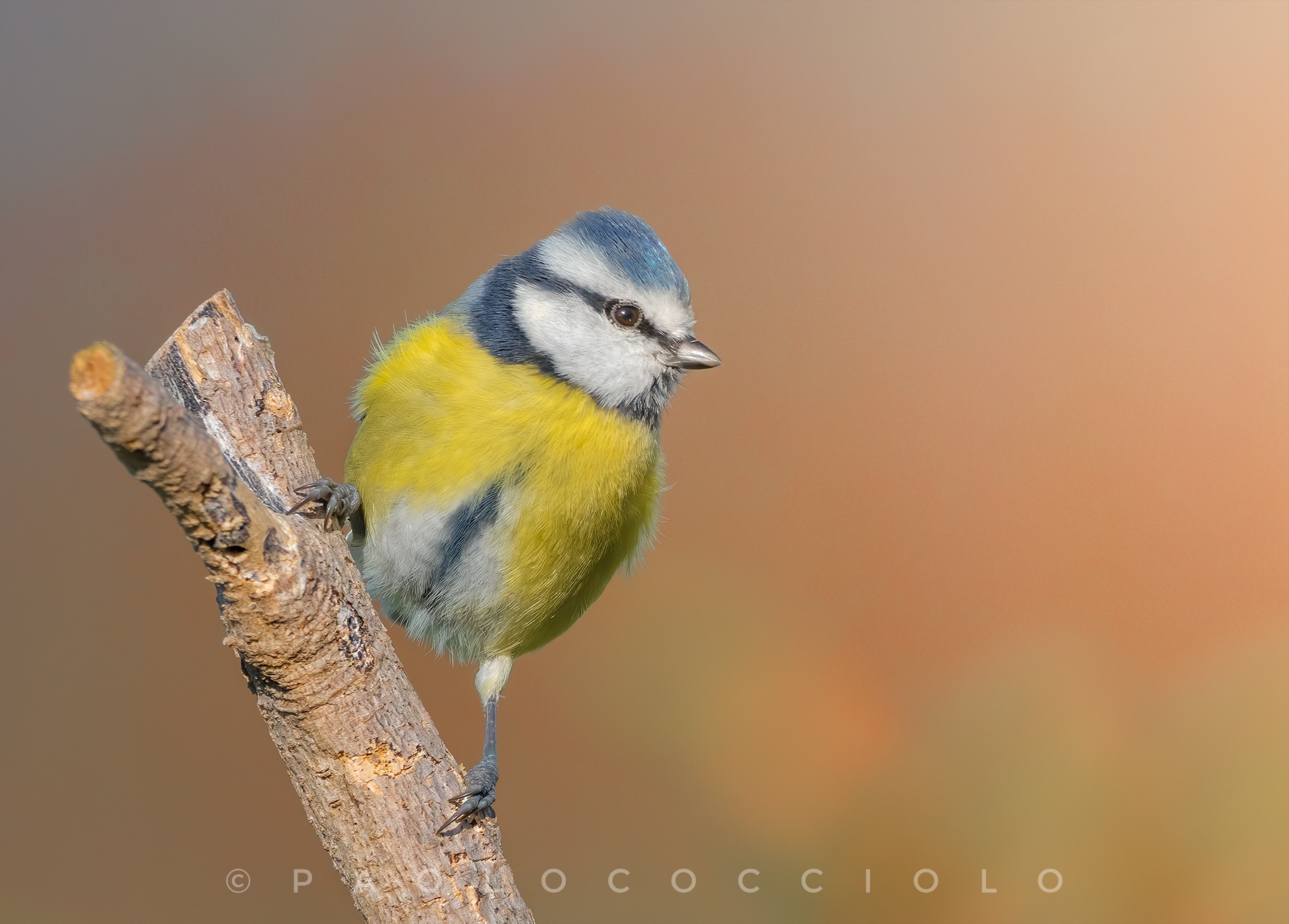 Cinciarella appena arrivata