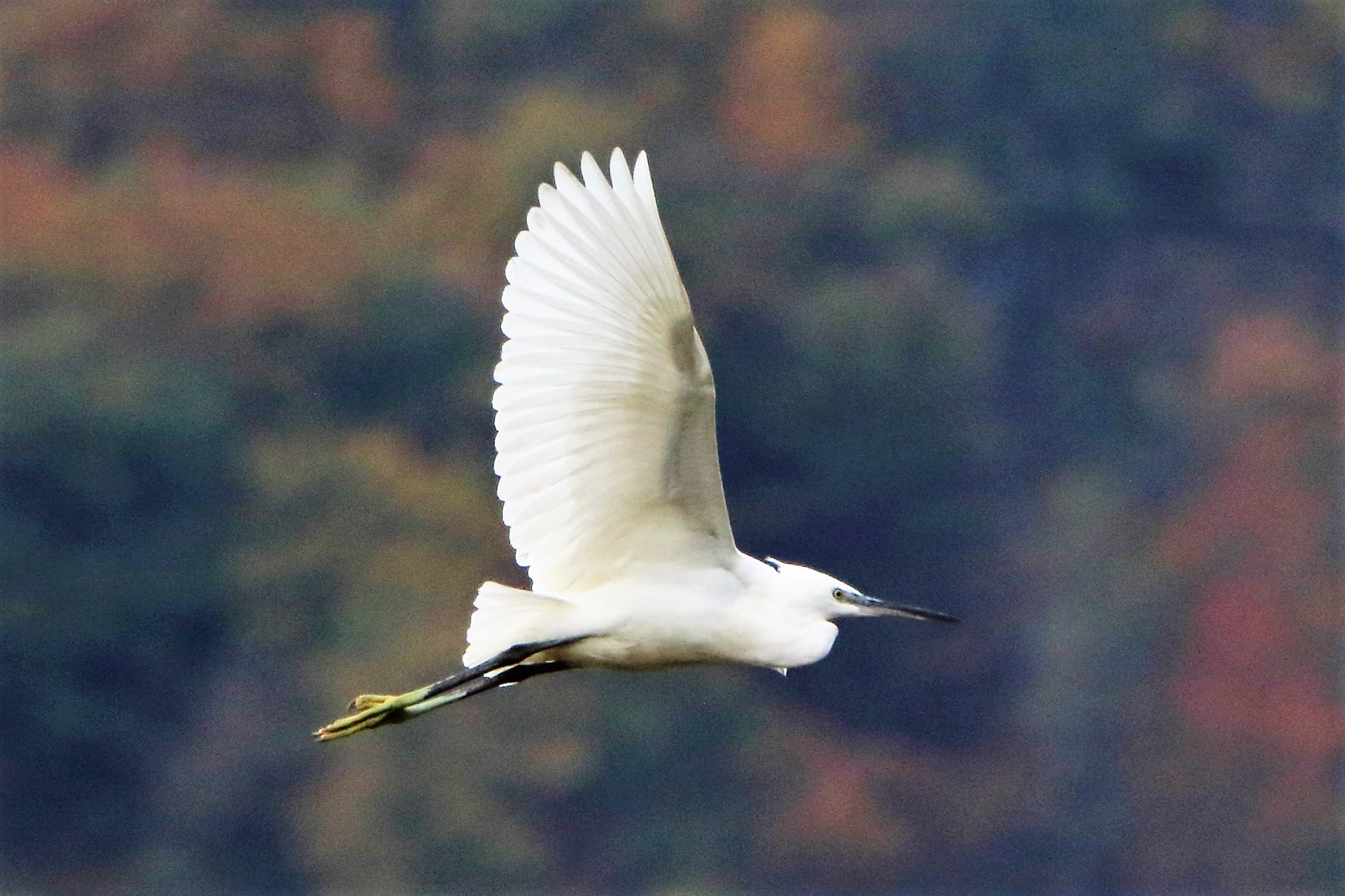 egret