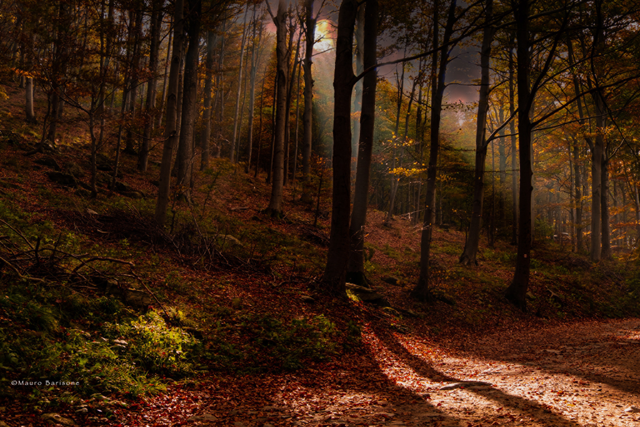 Barbottina Forest