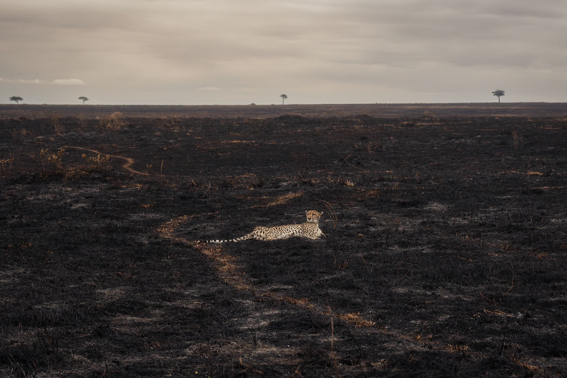 Savannah Burning