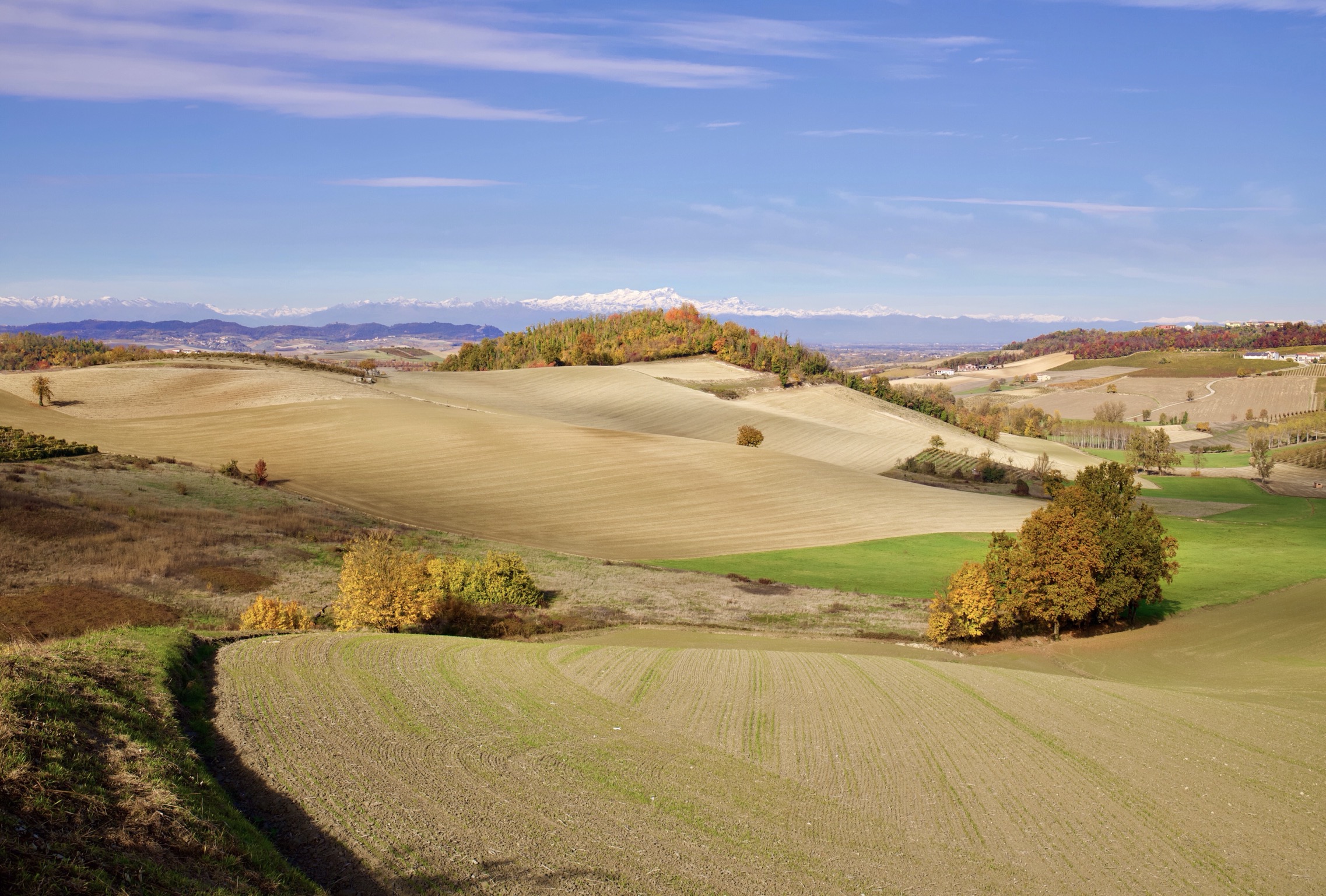 Plaghe monferrine