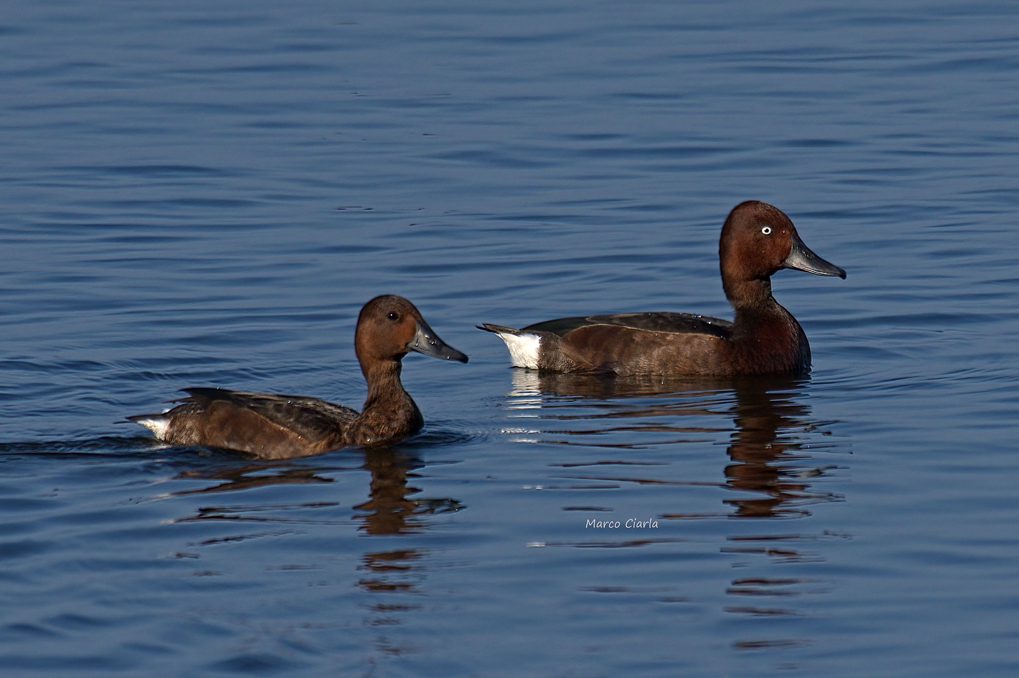 Moretta tabaccata (Aythya nyroca)