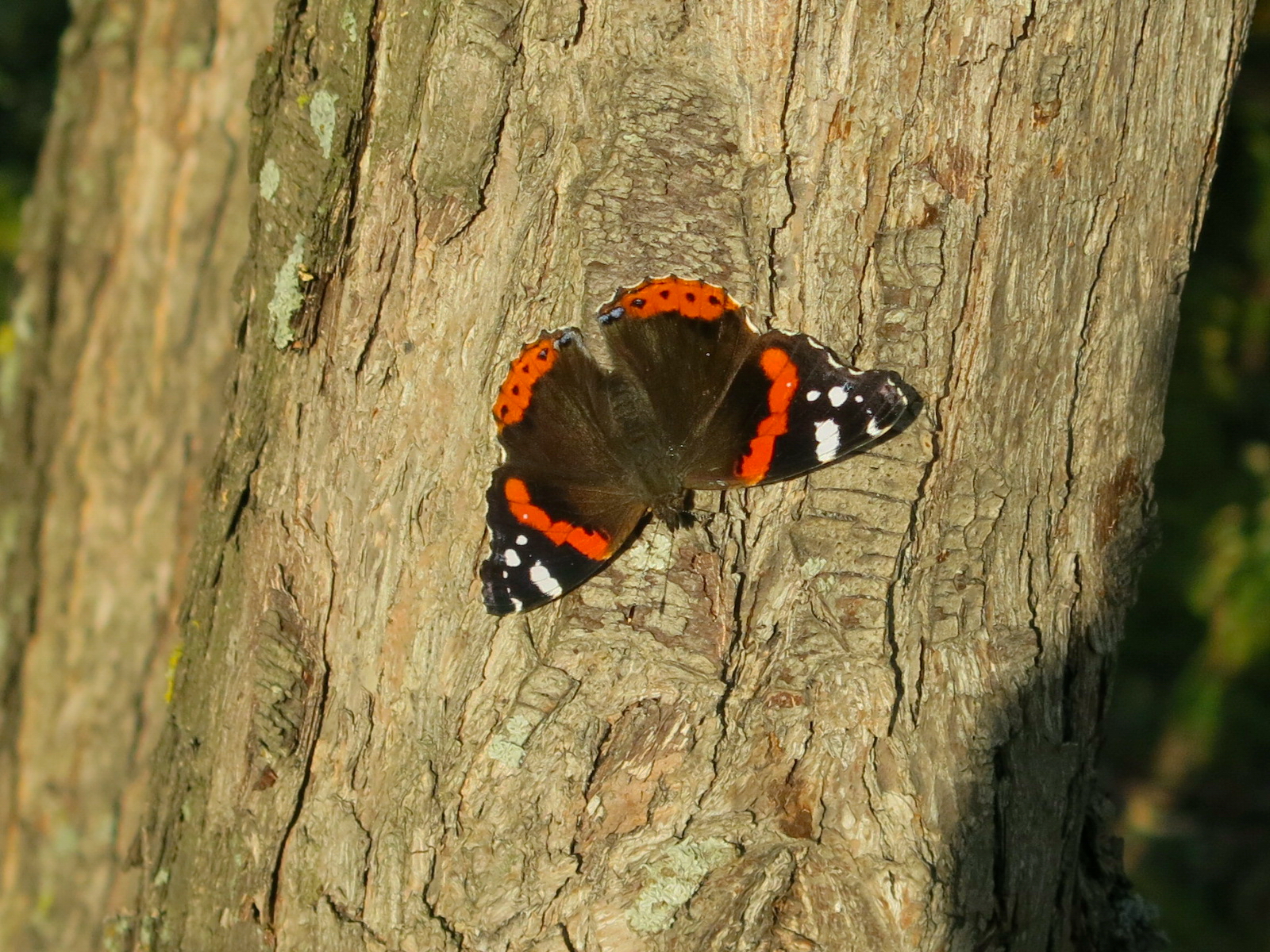Vanessa atalanta