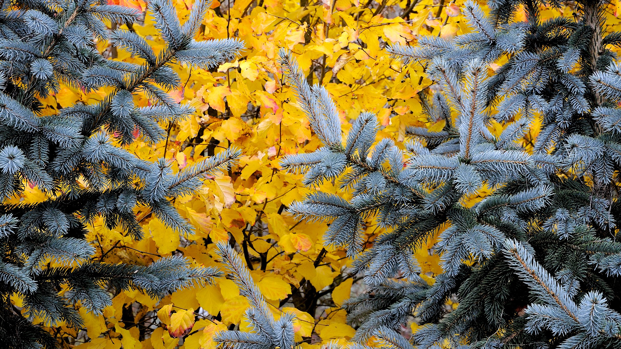 Autumn
